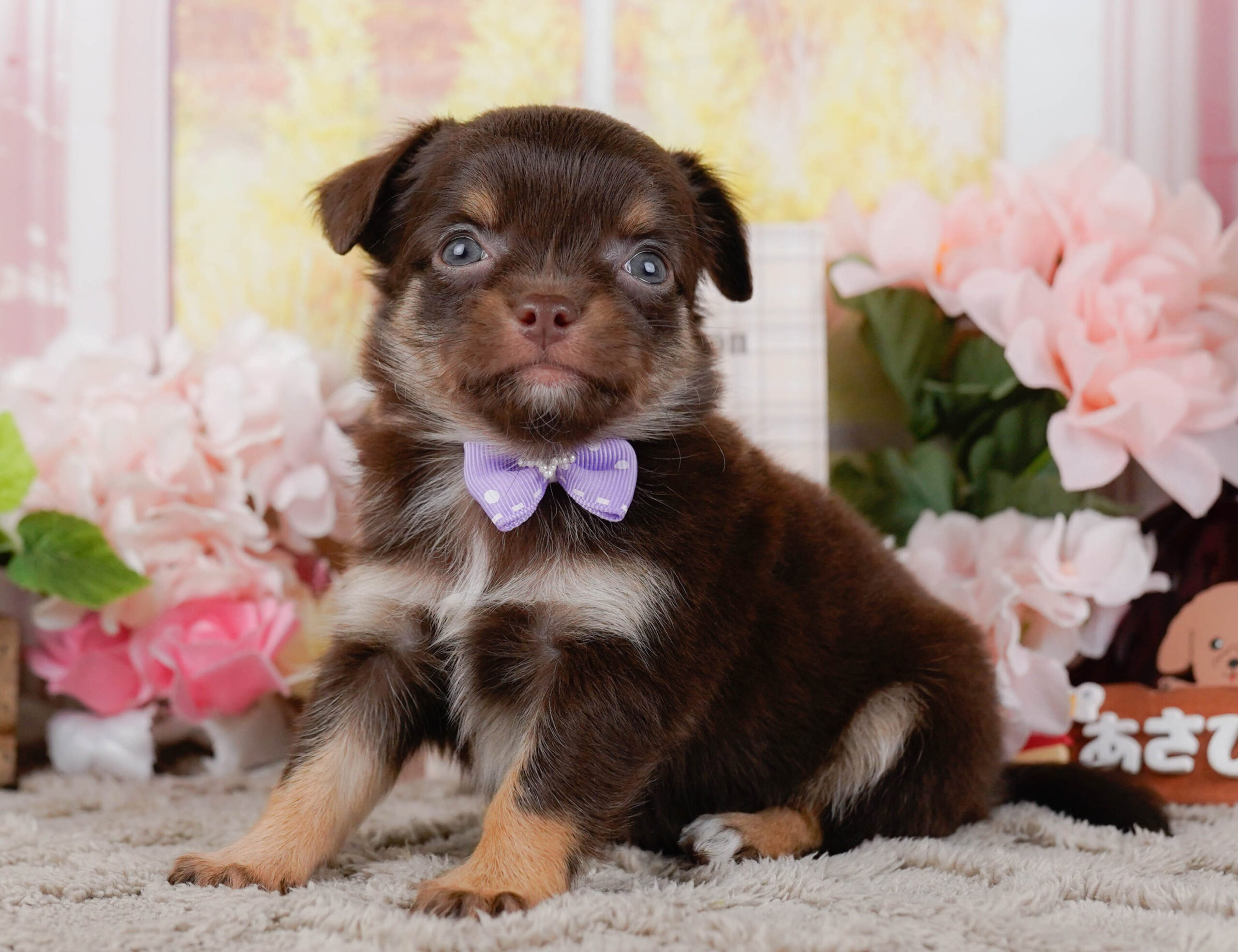 チワワ(ロング) | 女の子 | チョコレート&タン | 2026年1月7日