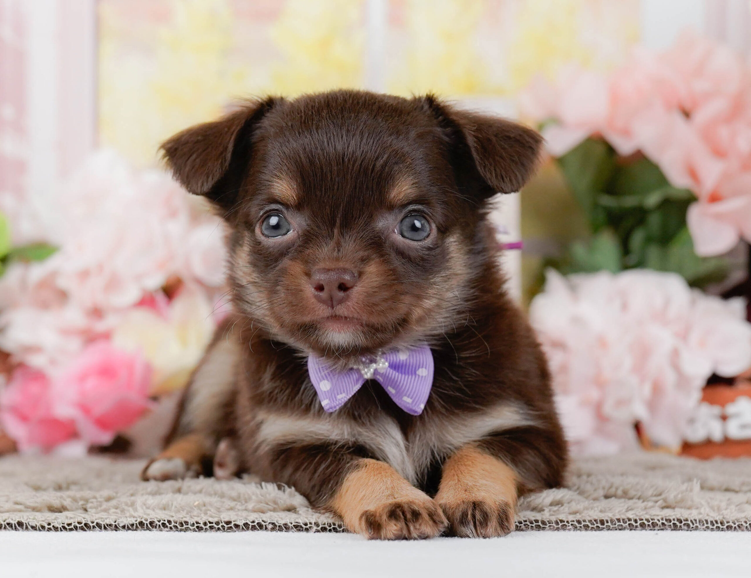 チワワ(ロング) | 女の子 | チョコレート&タン | 2026年1月7日