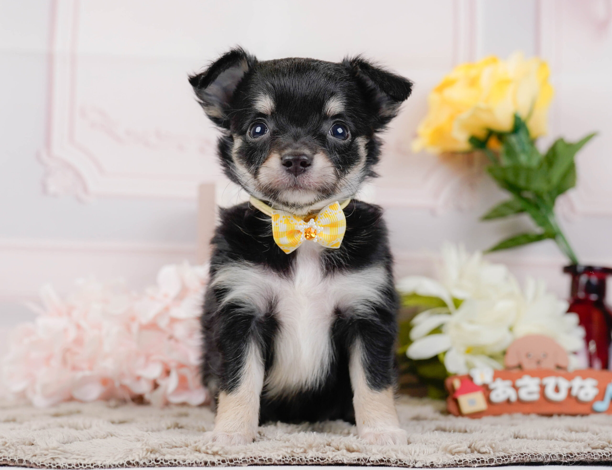 チワワ(ロング) | 女の子 | ブラックタン | 2026年1月7日