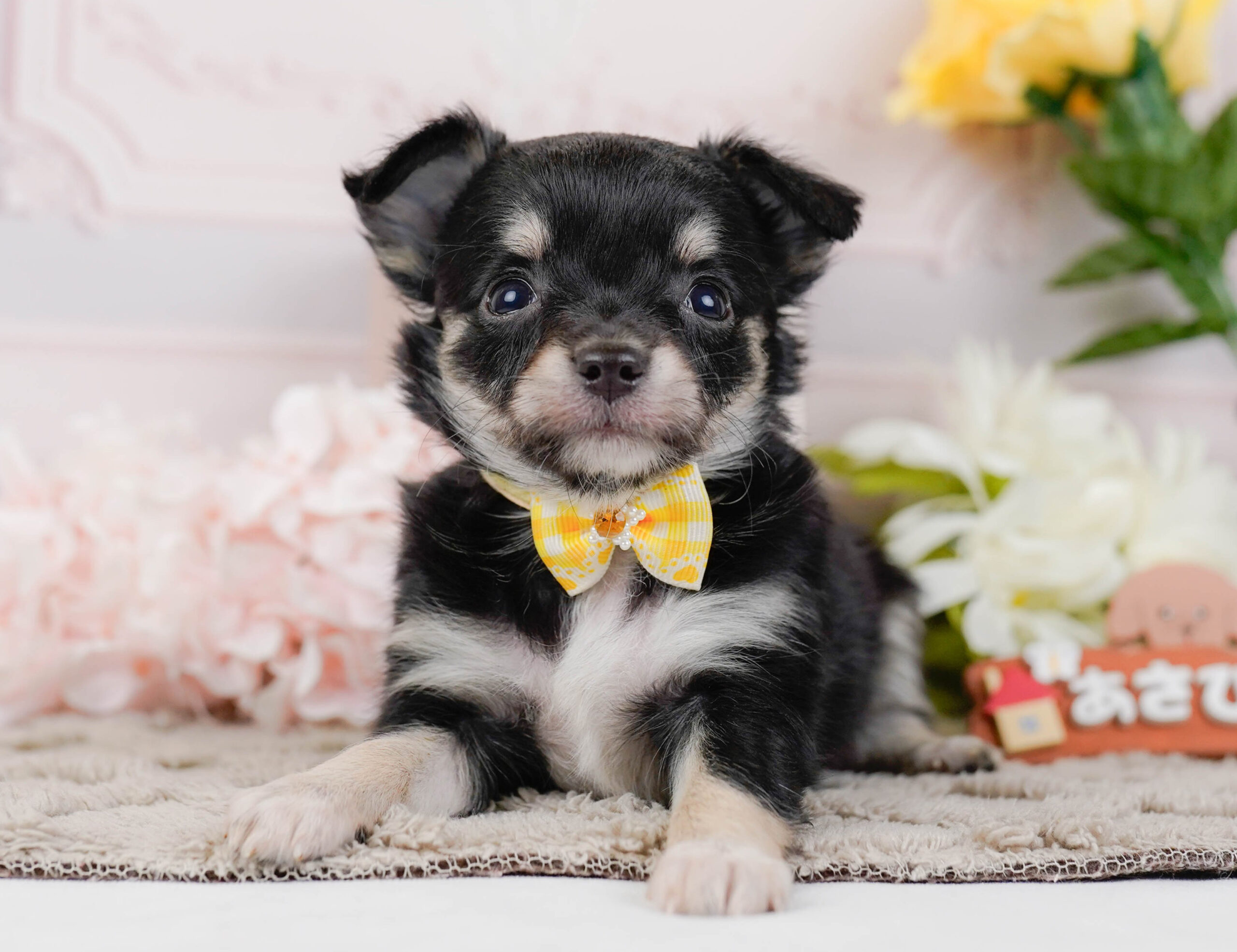 チワワ(ロング) | 女の子 | ブラックタン | 2026年1月7日
