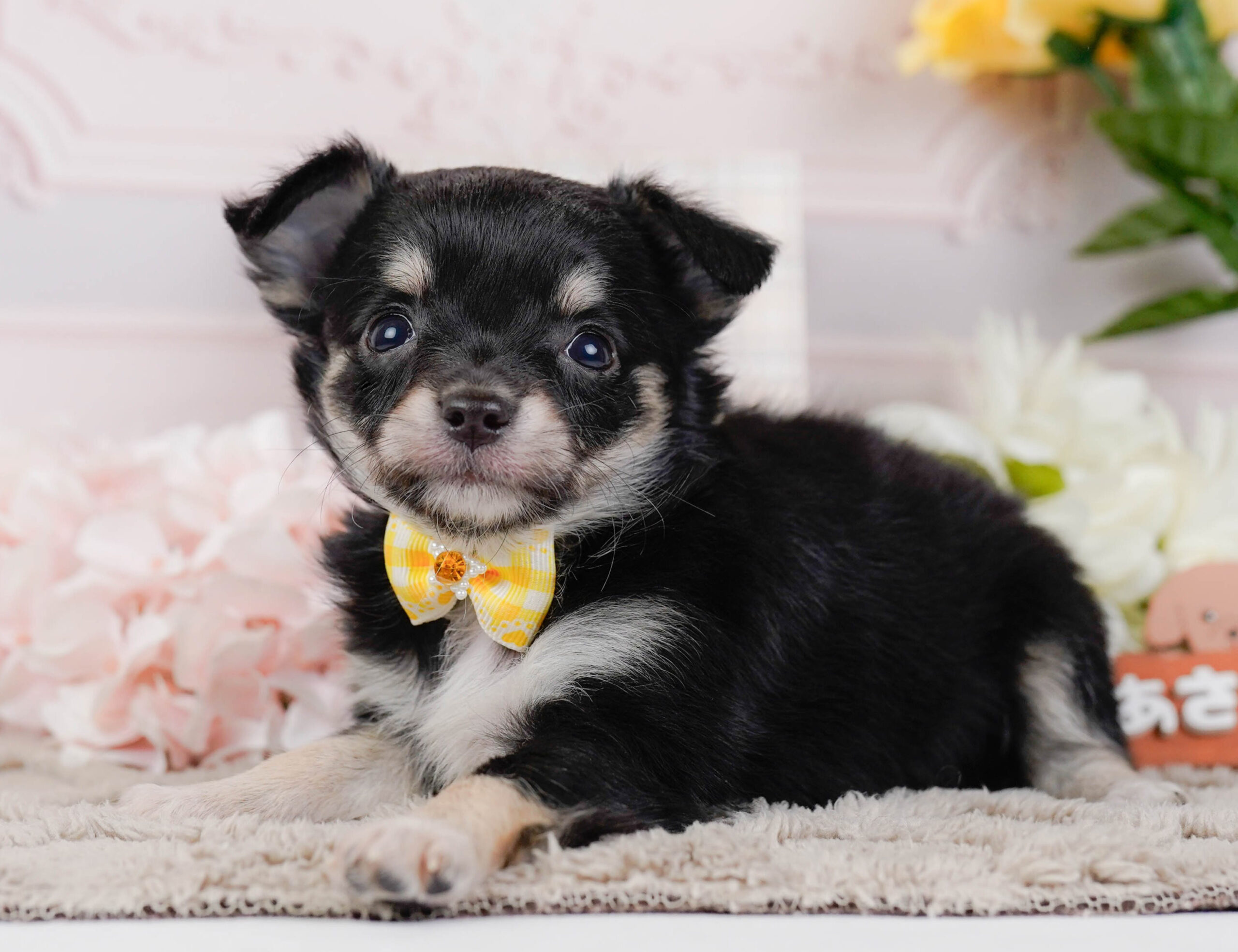 チワワ(ロング) | 女の子 | ブラックタン | 2026年1月7日