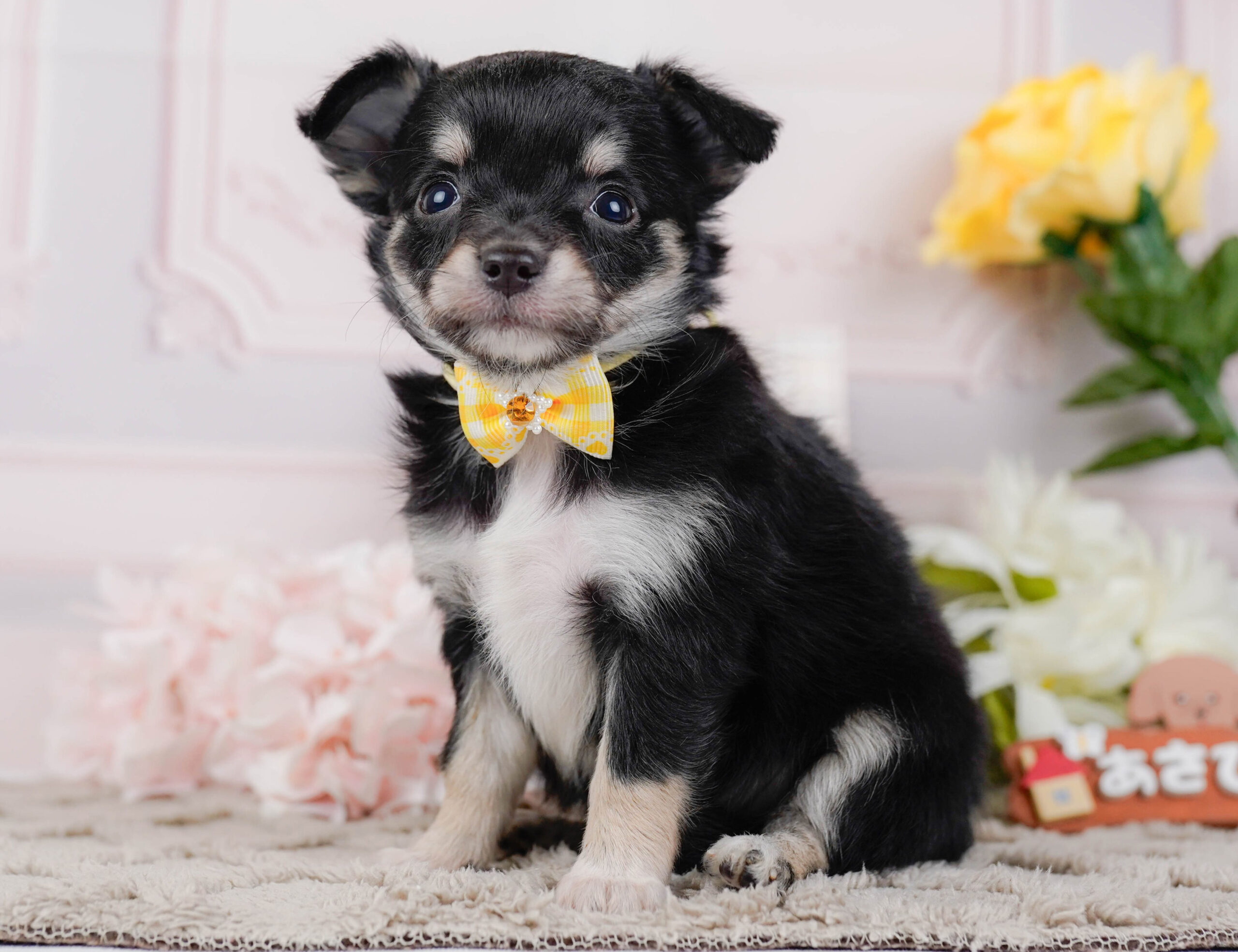 チワワ(ロング) | 女の子 | ブラックタン | 2026年1月7日