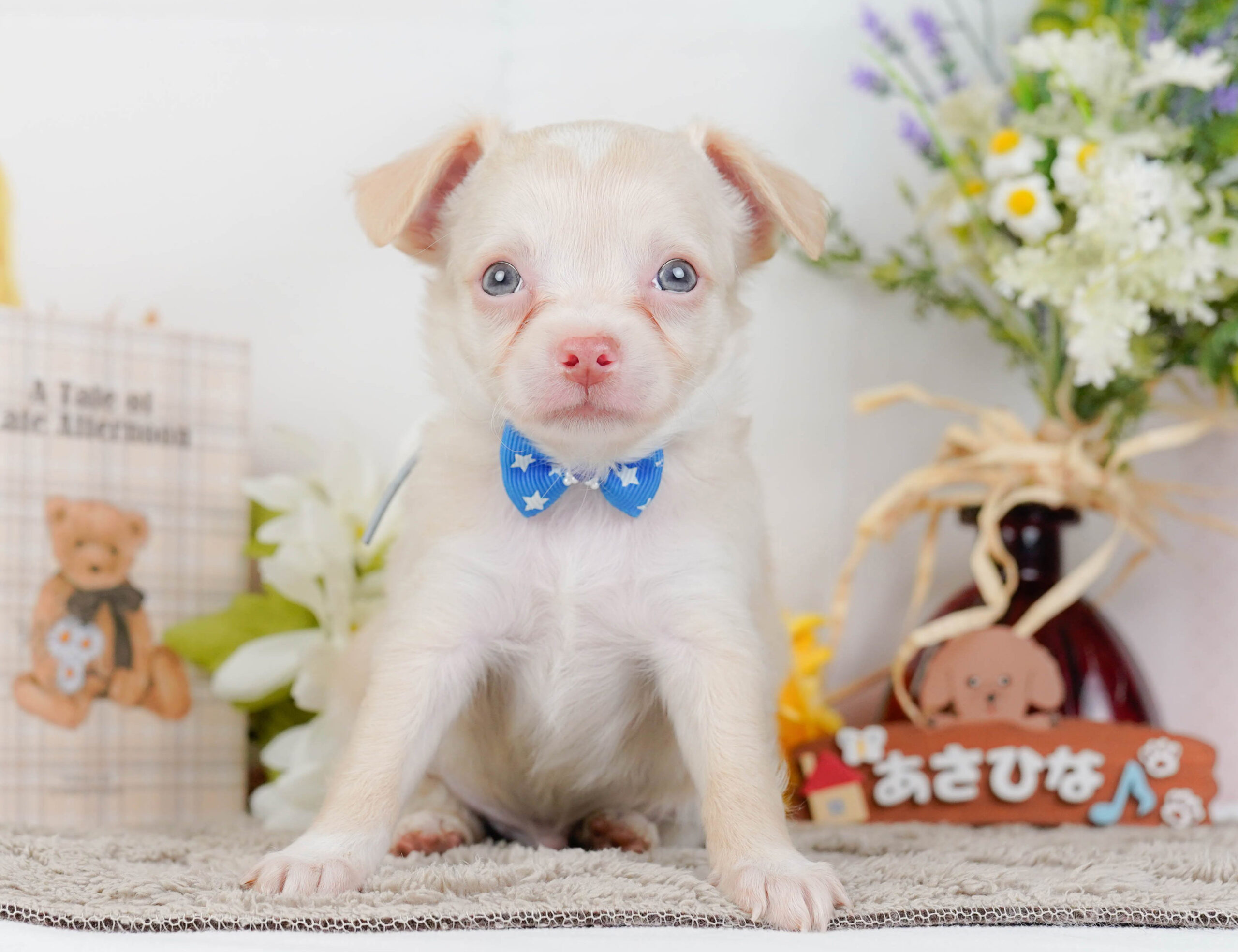 チワワ(ロング) | 男の子 | クリーム | 2026年1月7日