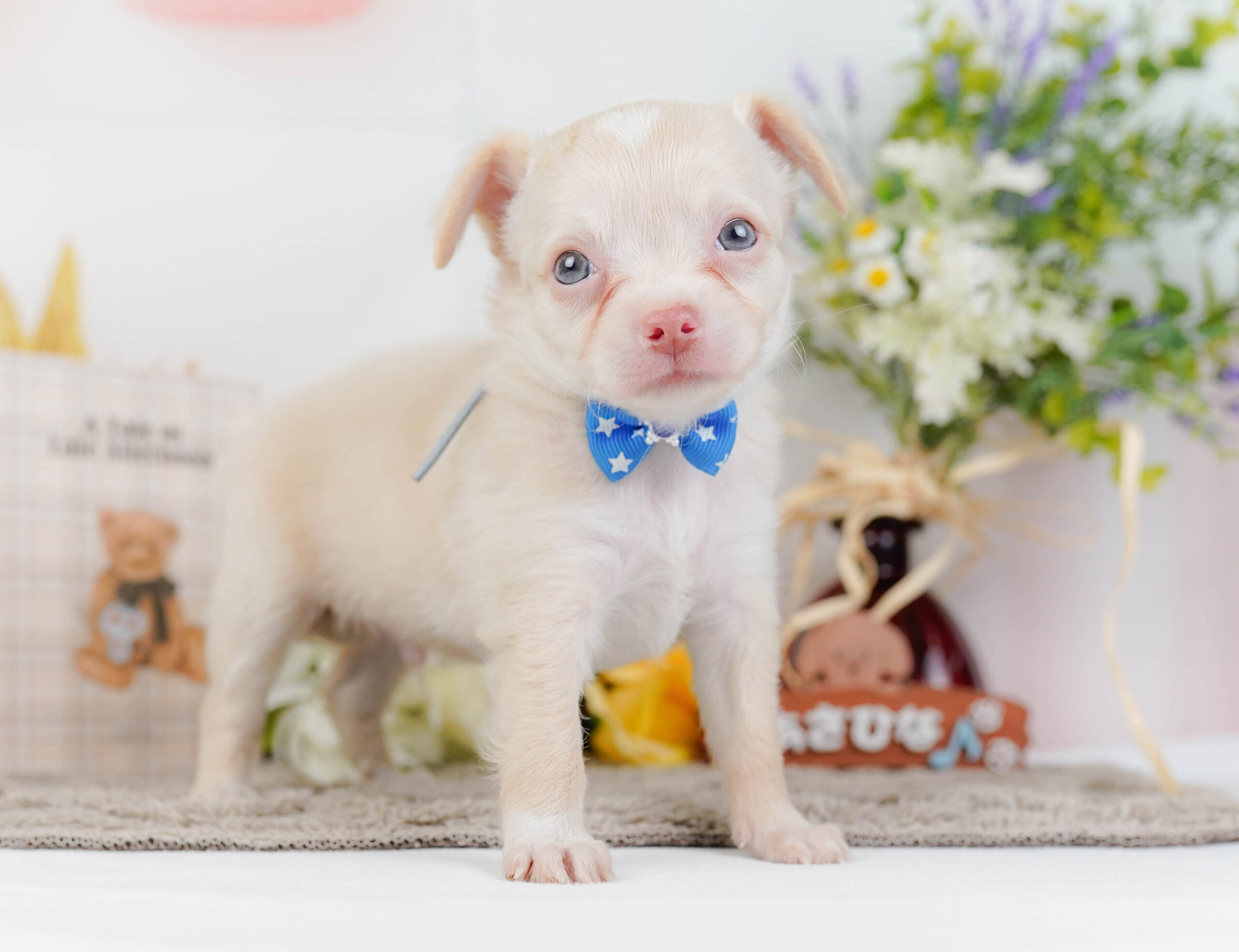 チワワ(ロング) | 男の子 | クリーム | 2026年1月7日