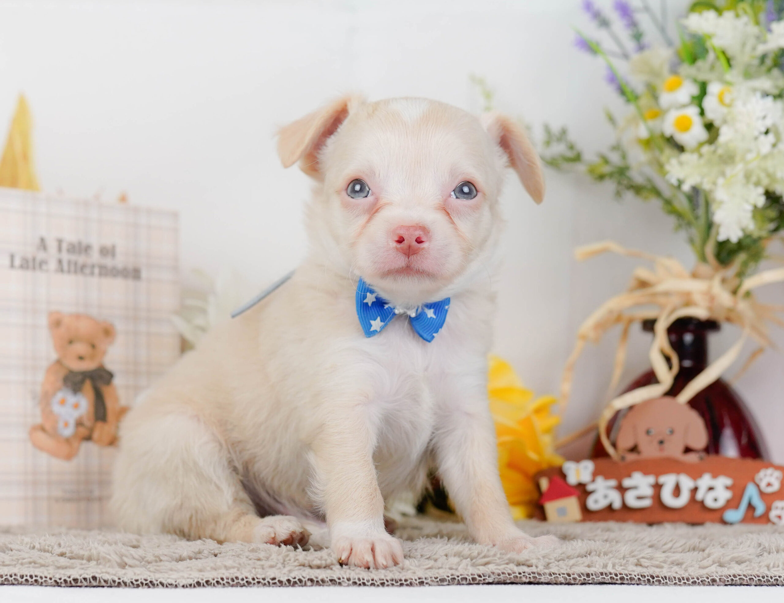 チワワ(ロング) | 男の子 | クリーム | 2026年1月7日