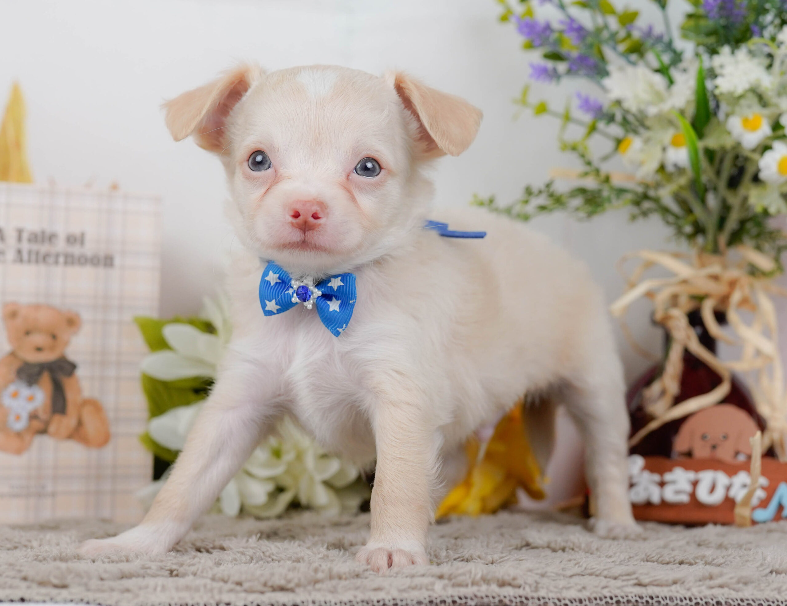 チワワ(ロング) | 男の子 | クリーム | 2026年1月7日