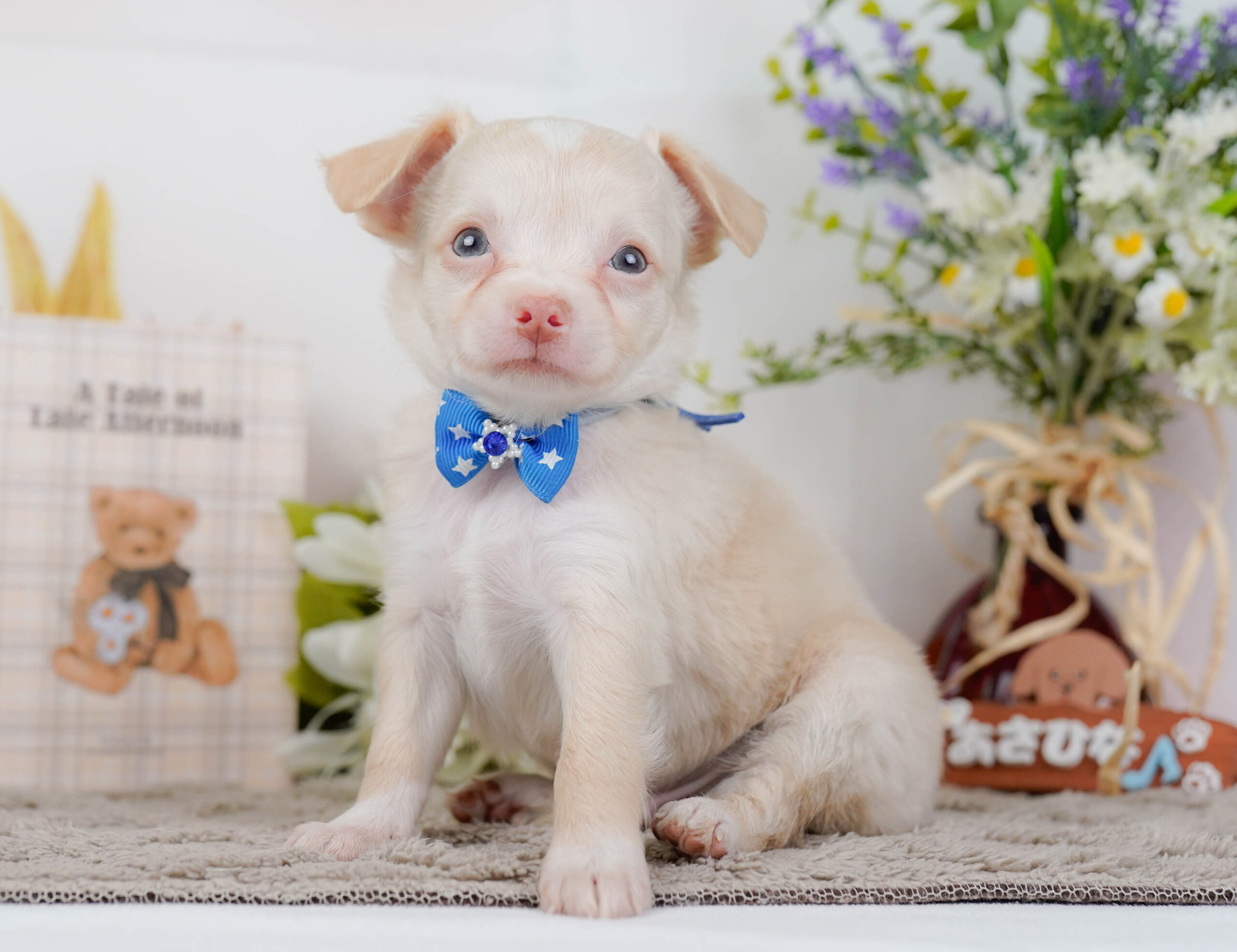 チワワ(ロング) | 男の子 | クリーム | 2026年1月7日