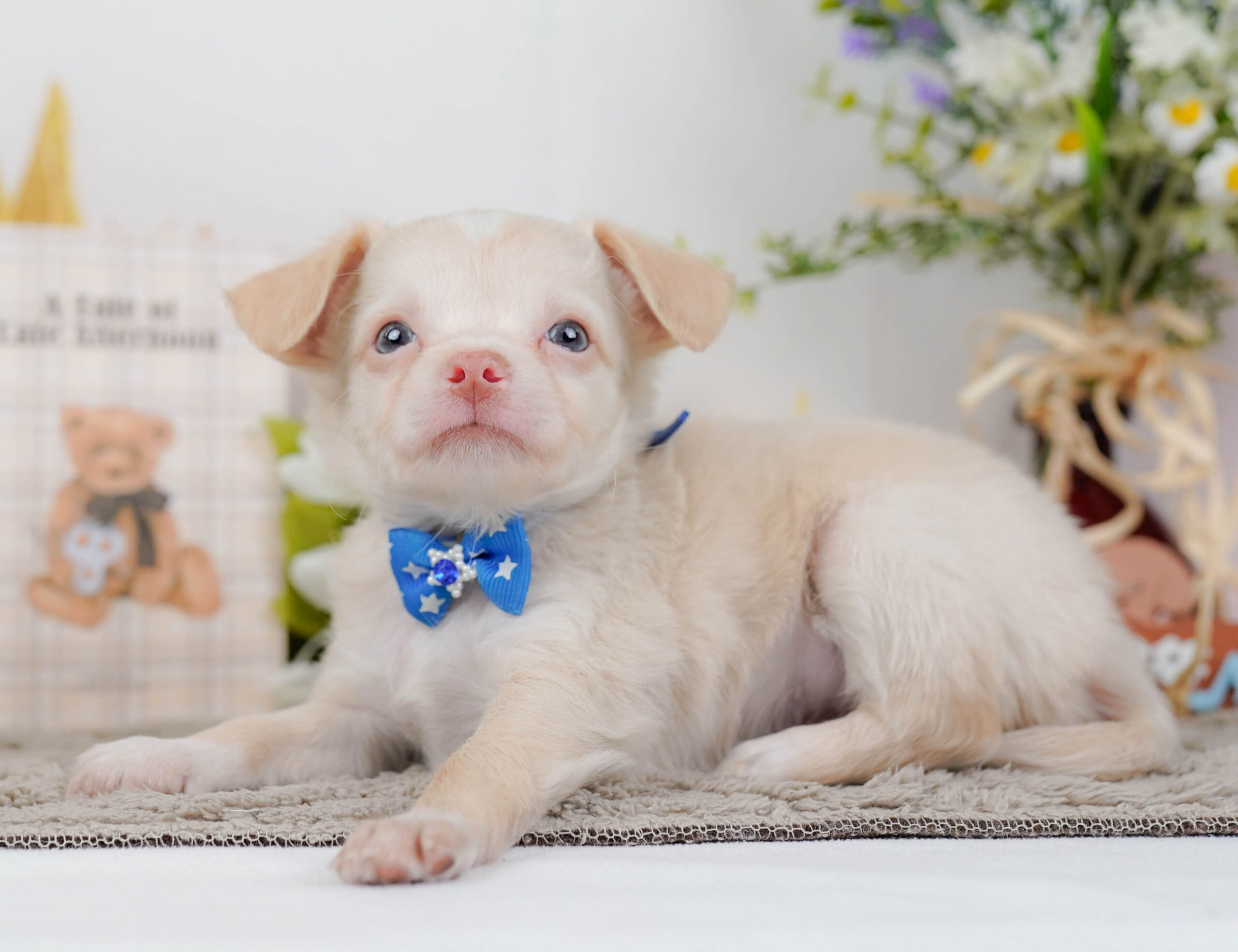 チワワ(ロング) | 男の子 | クリーム | 2026年1月7日