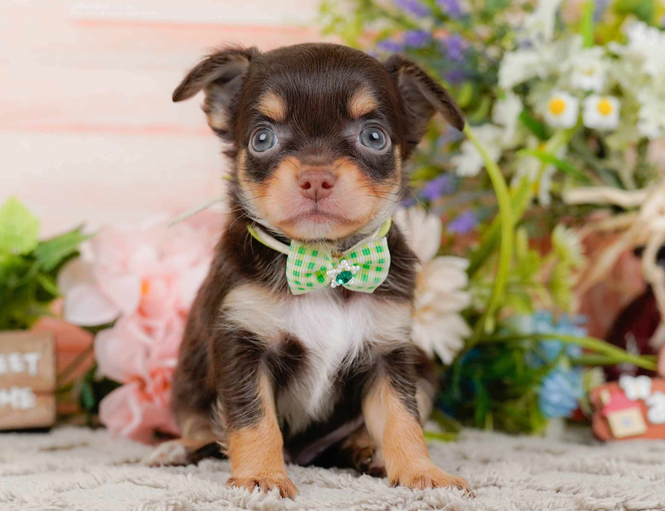 チワワ(ロング) | 男の子 | チョコレート＆タン | 2026年1月7日