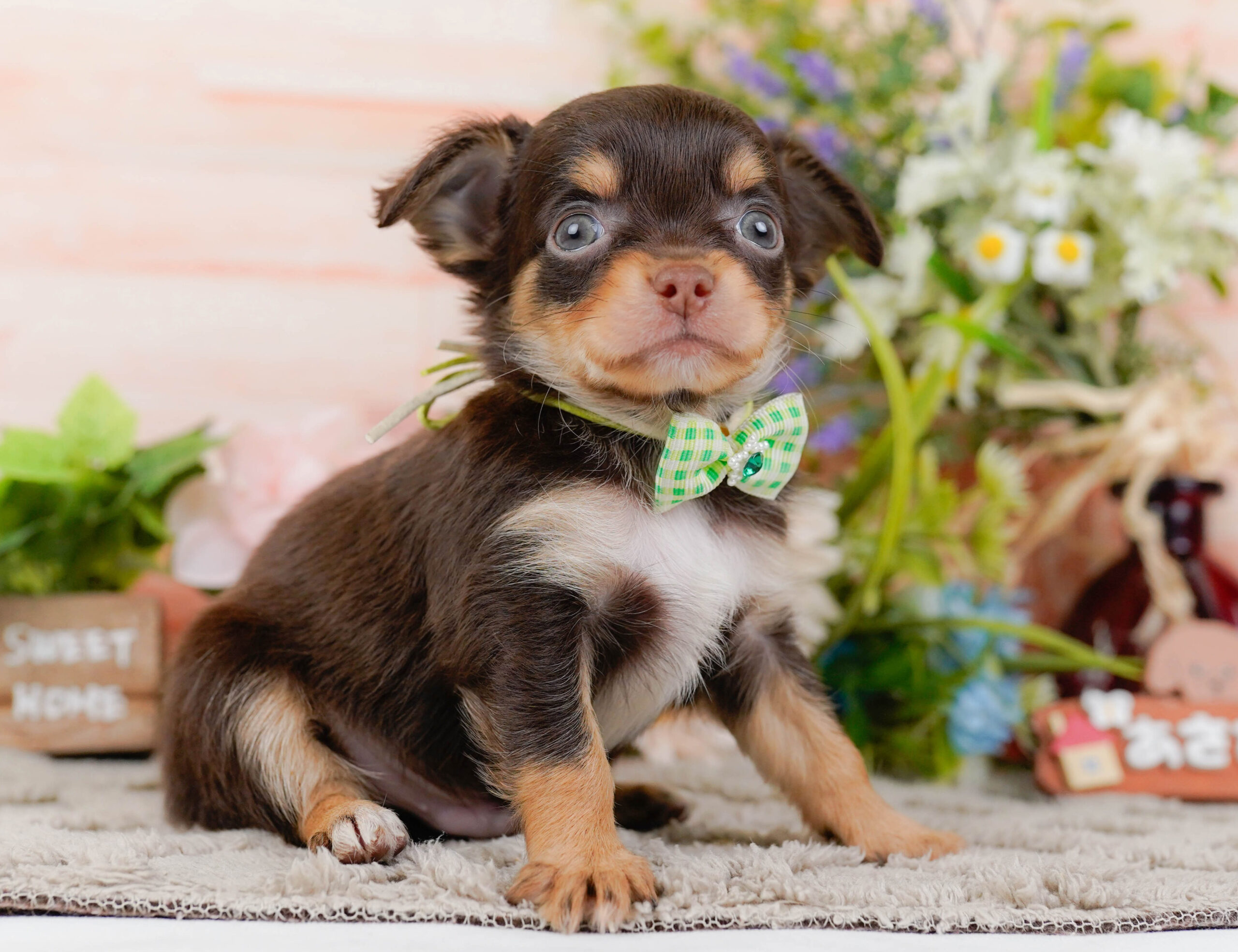 チワワ(ロング) | 男の子 | チョコレート&タン | 2026年1月7日