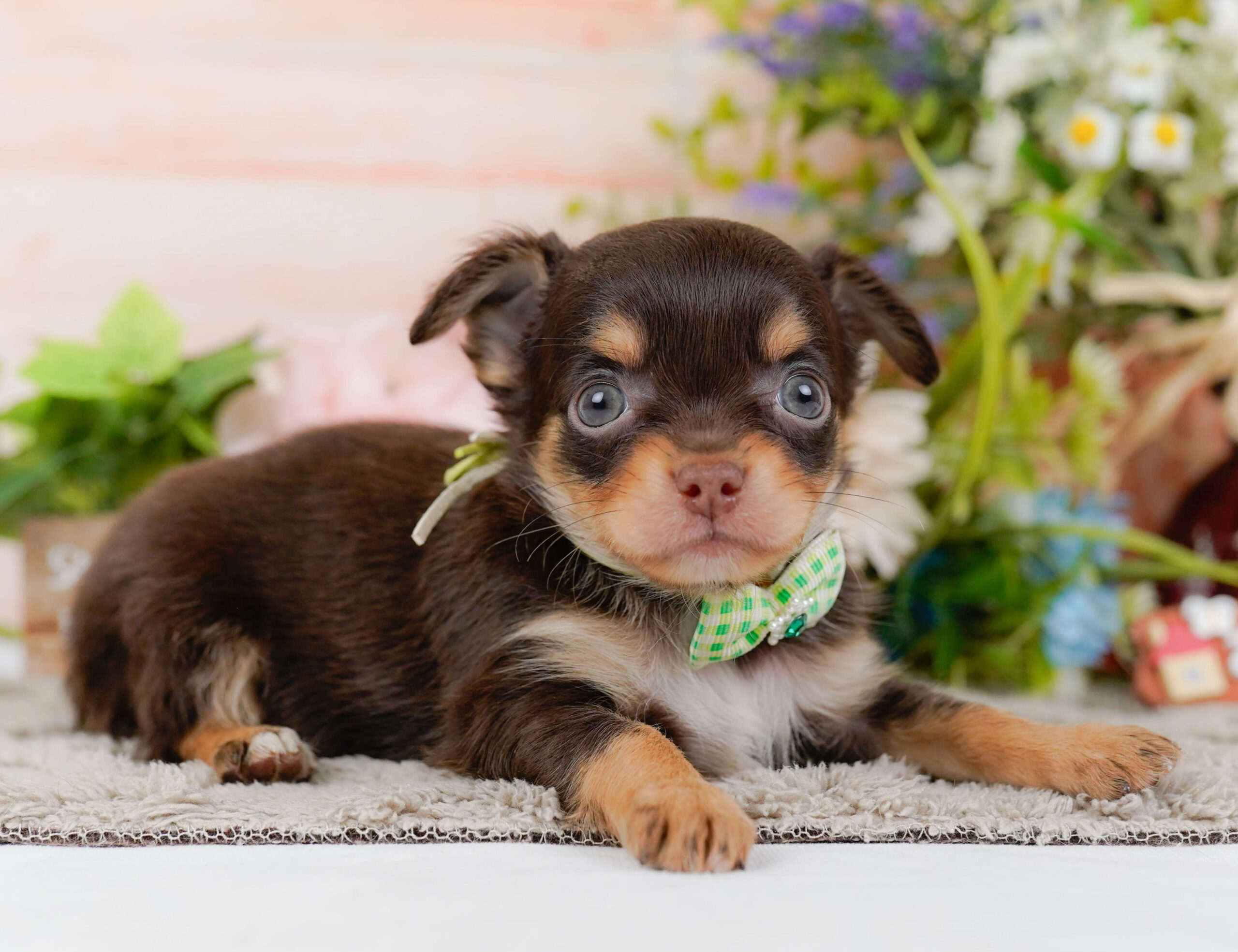 チワワ(ロング) | 男の子 | チョコレート&タン | 2026年1月7日