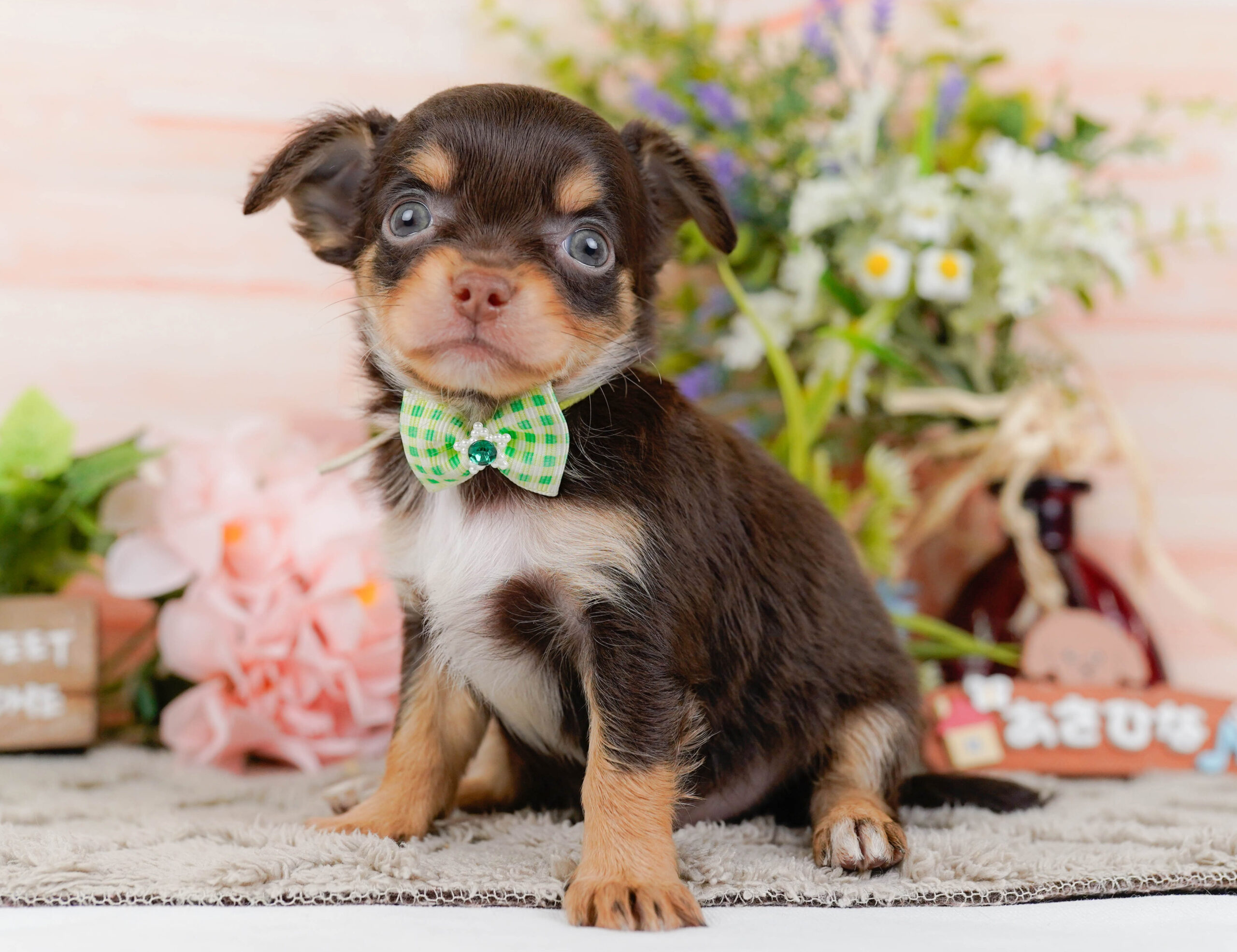 チワワ(ロング) | 男の子 | チョコレート&タン | 2026年1月7日