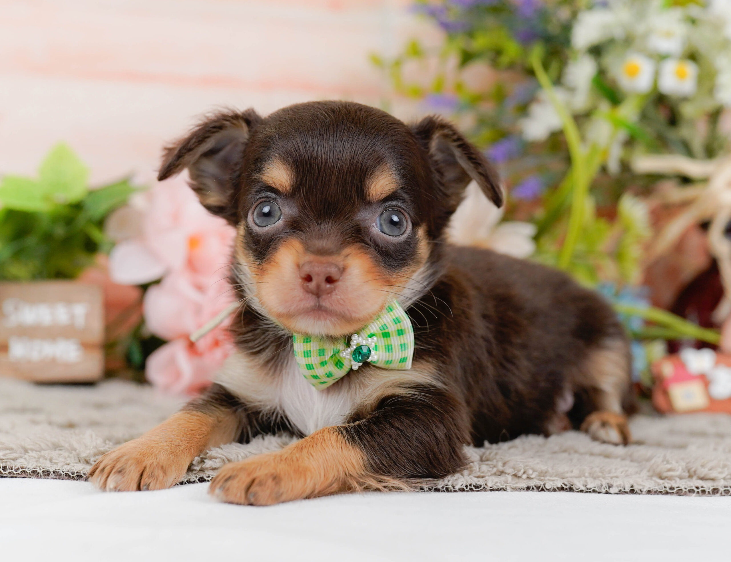 チワワ(ロング) | 男の子 | チョコレート&タン | 2026年1月7日