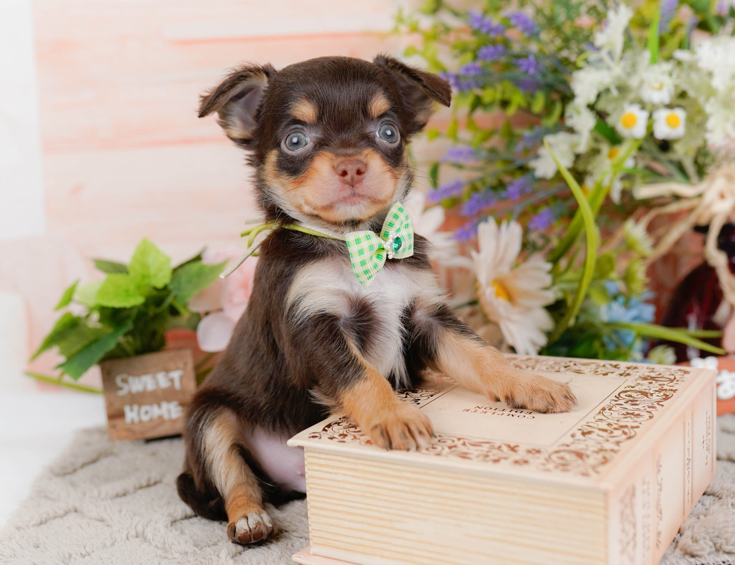 チワワ(ロング) | 男の子 | チョコレート&タン | 2026年1月7日