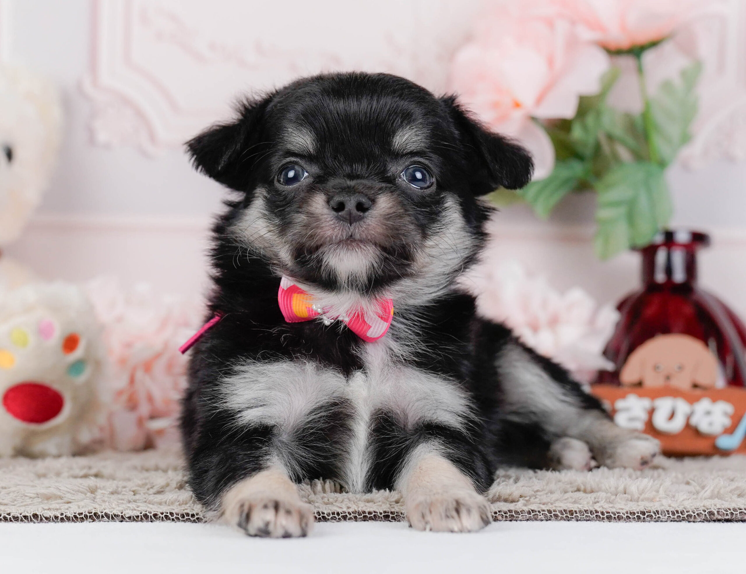 チワワ(ロング) | 女の子 | ブラックタン | 2026年1月7日