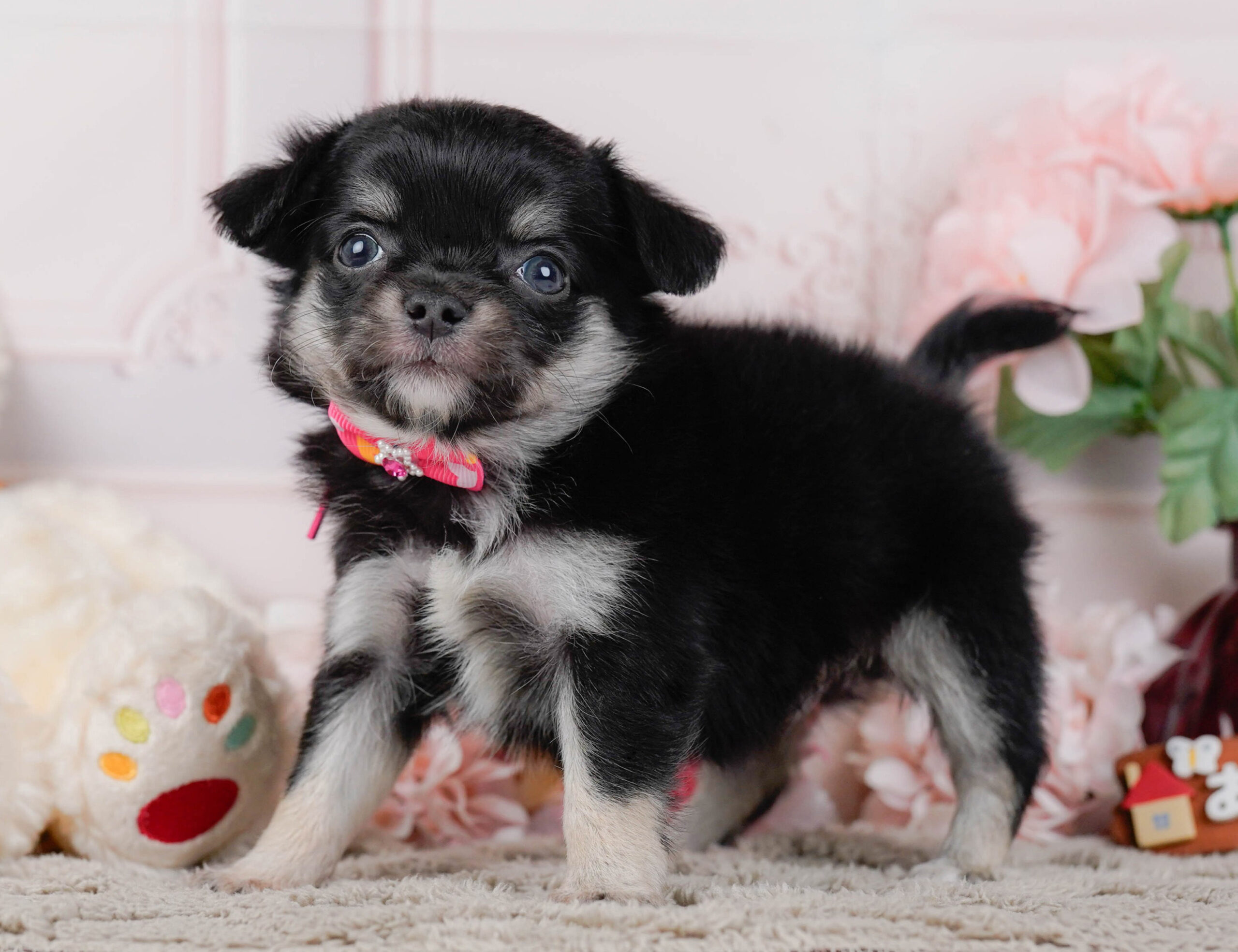 チワワ(ロング) | 女の子 | ブラックタン | 2026年1月7日