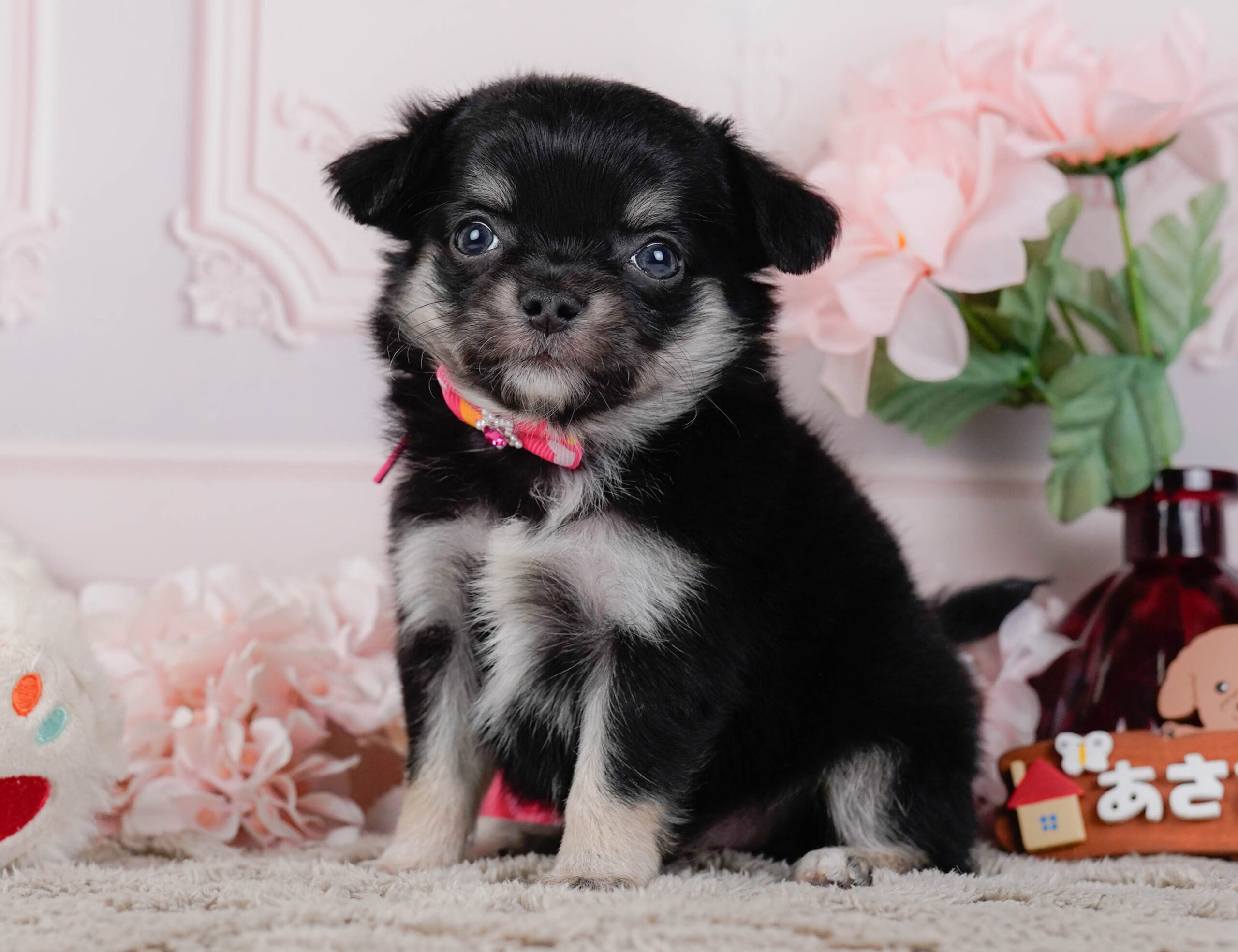 チワワ(ロング) | 女の子 | ブラックタン | 2026年1月7日
