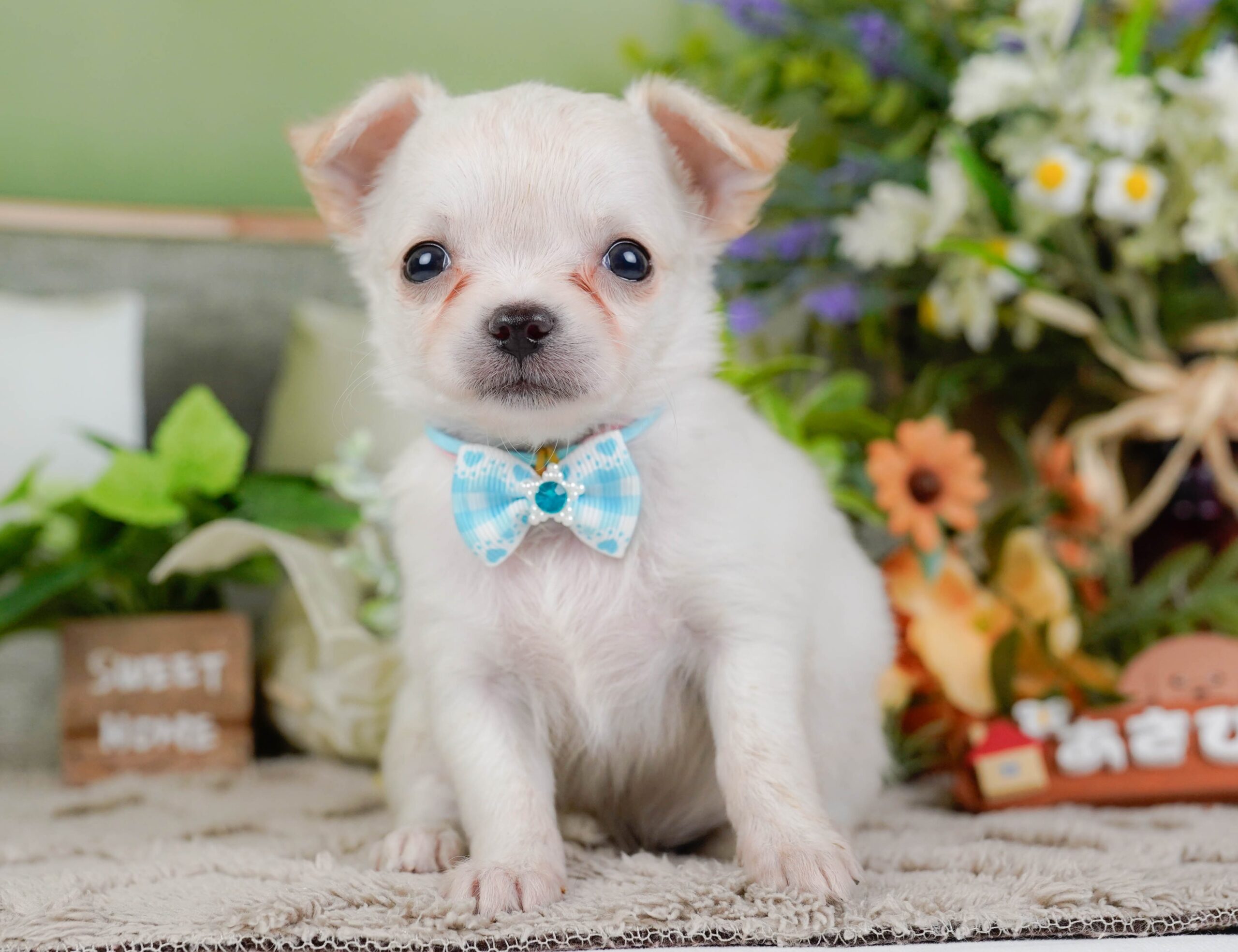 チワワ(ロング) | 女の子 | ホワイト | 2026年1月7日