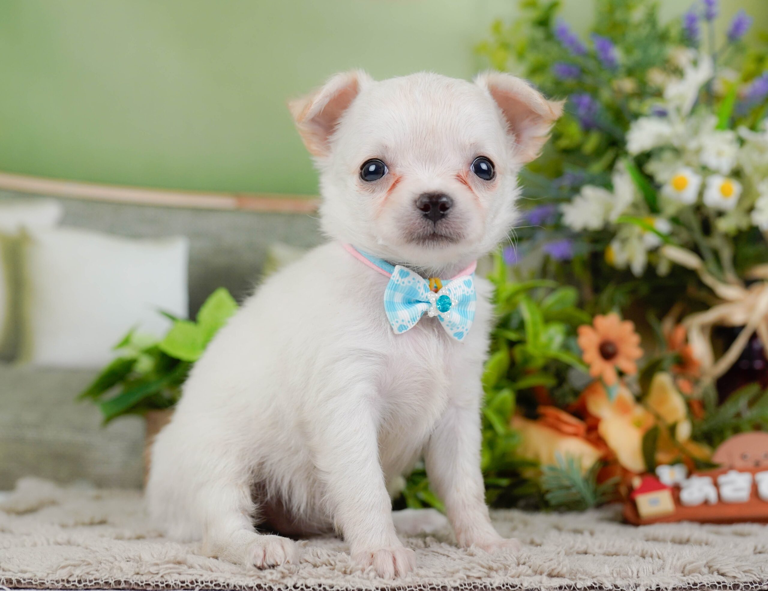 チワワ(ロング) | 女の子 | ホワイト | 2026年1月7日