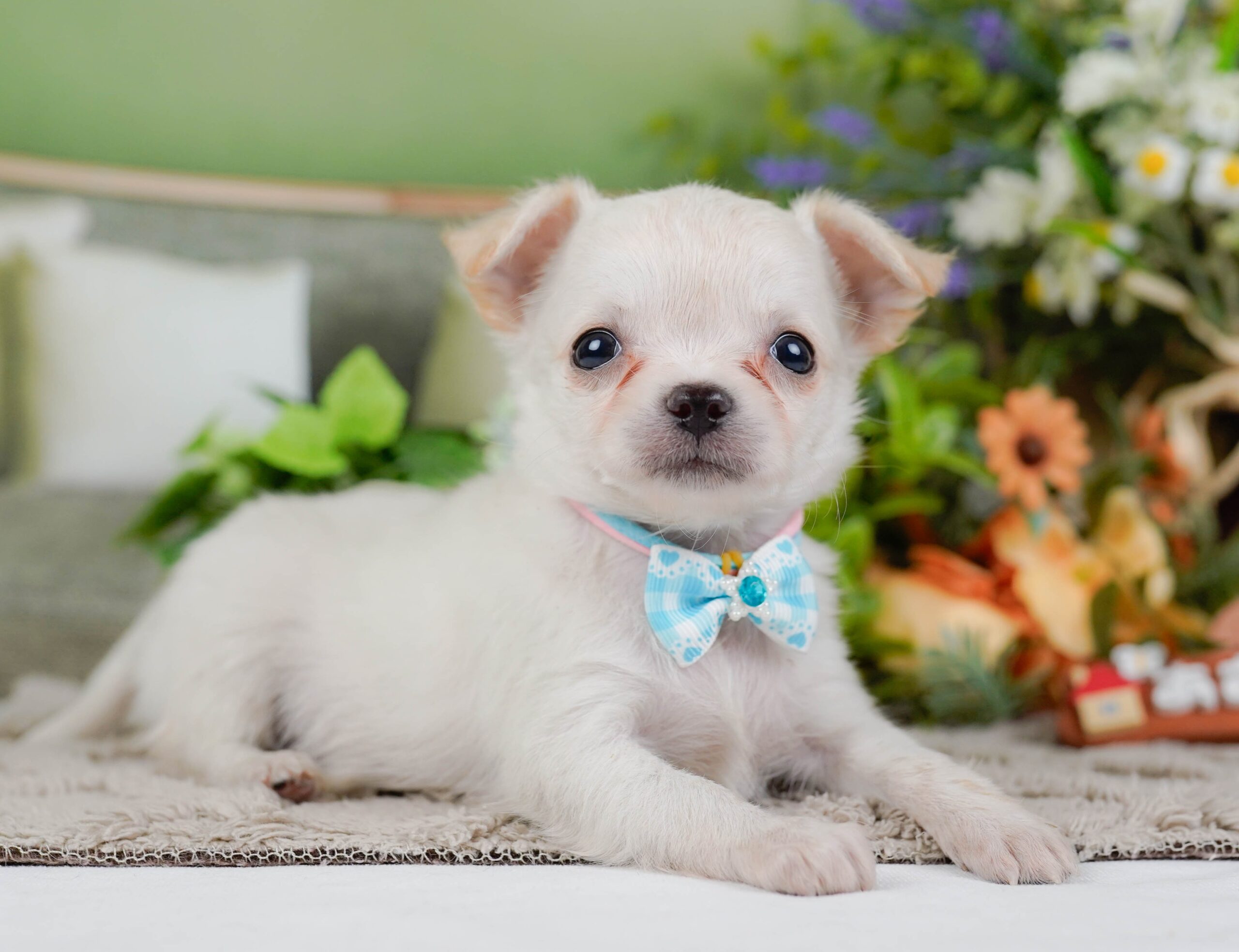 チワワ(ロング) | 女の子 | ホワイト | 2026年1月7日