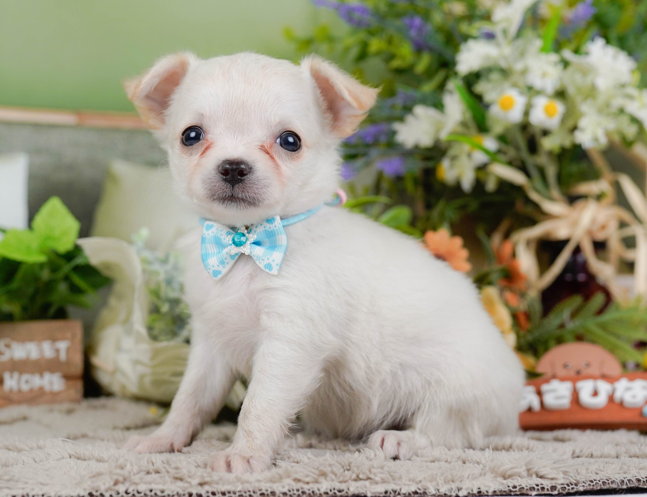 チワワ(ロング) | 女の子 | ホワイト | 2026年1月7日