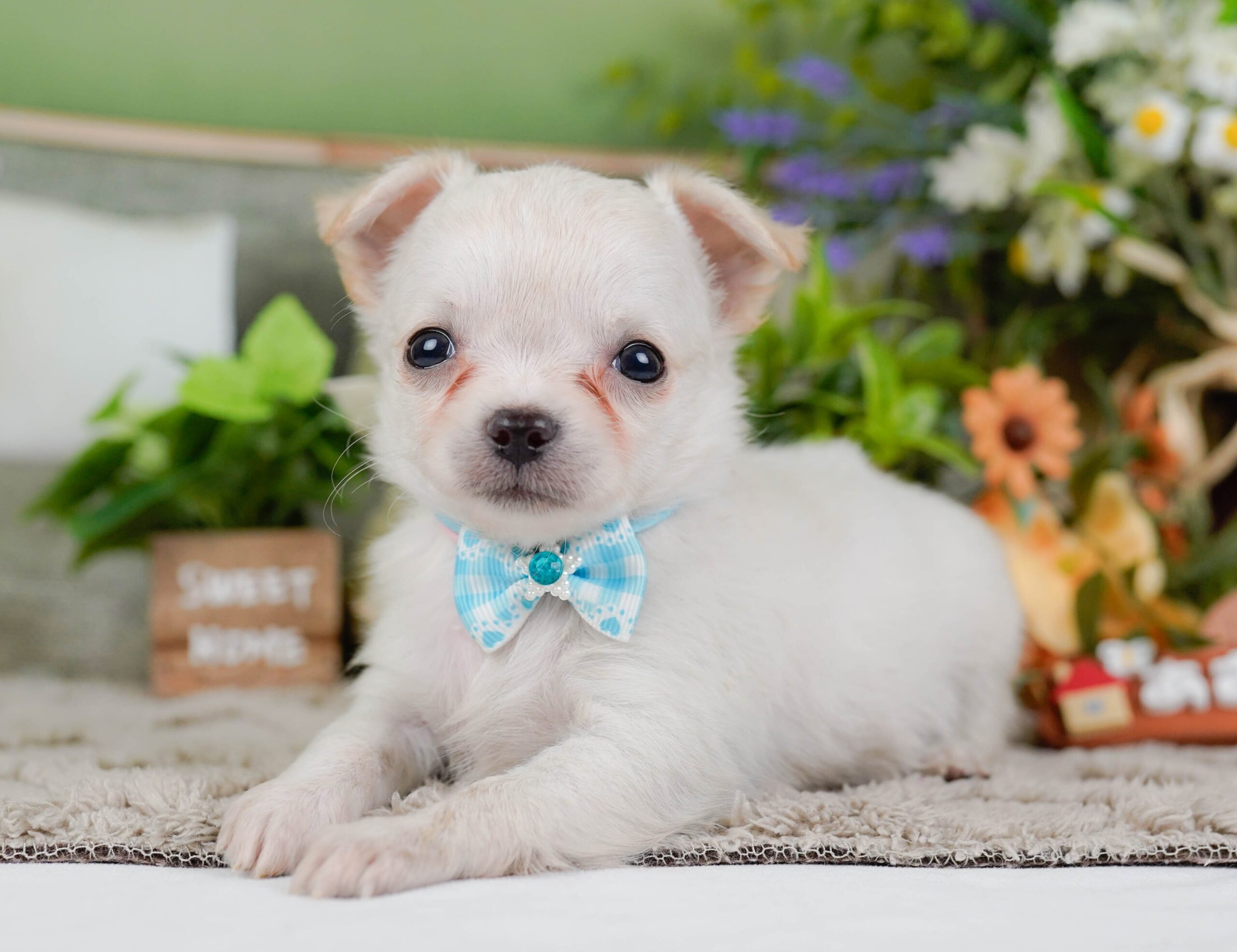 チワワ(ロング) | 女の子 | ホワイト | 2026年1月7日