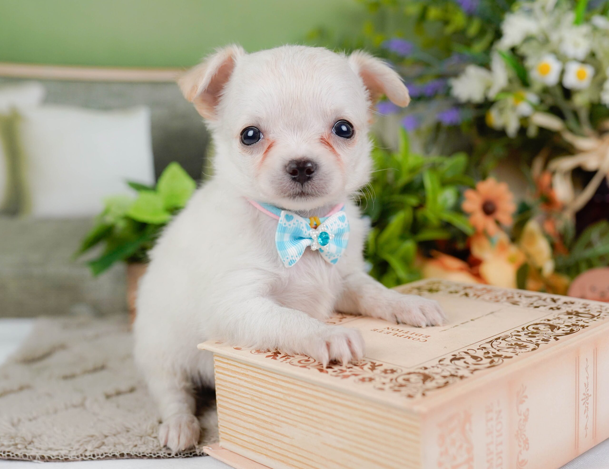 チワワ(ロング) | 女の子 | ホワイト | 2026年1月7日