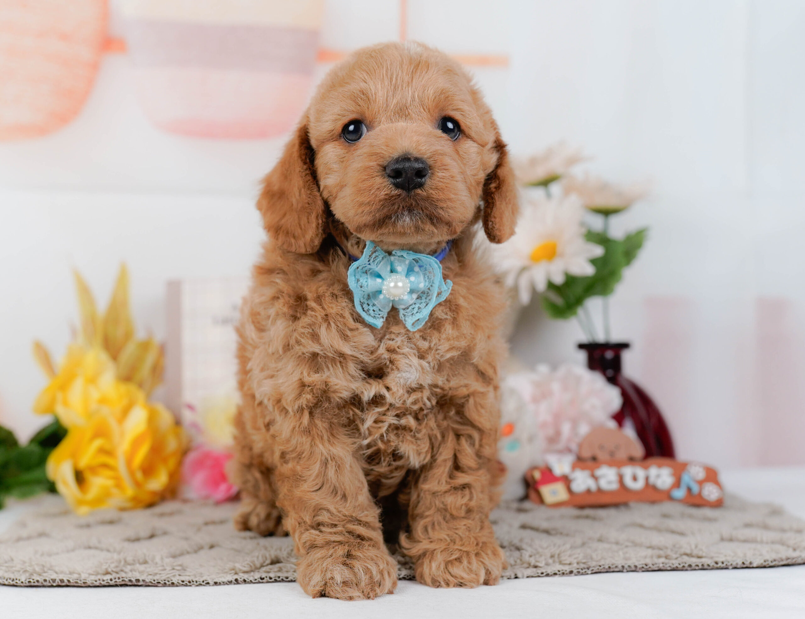 コッカープー | 男の子 | アプリコット | 2026年1月7日