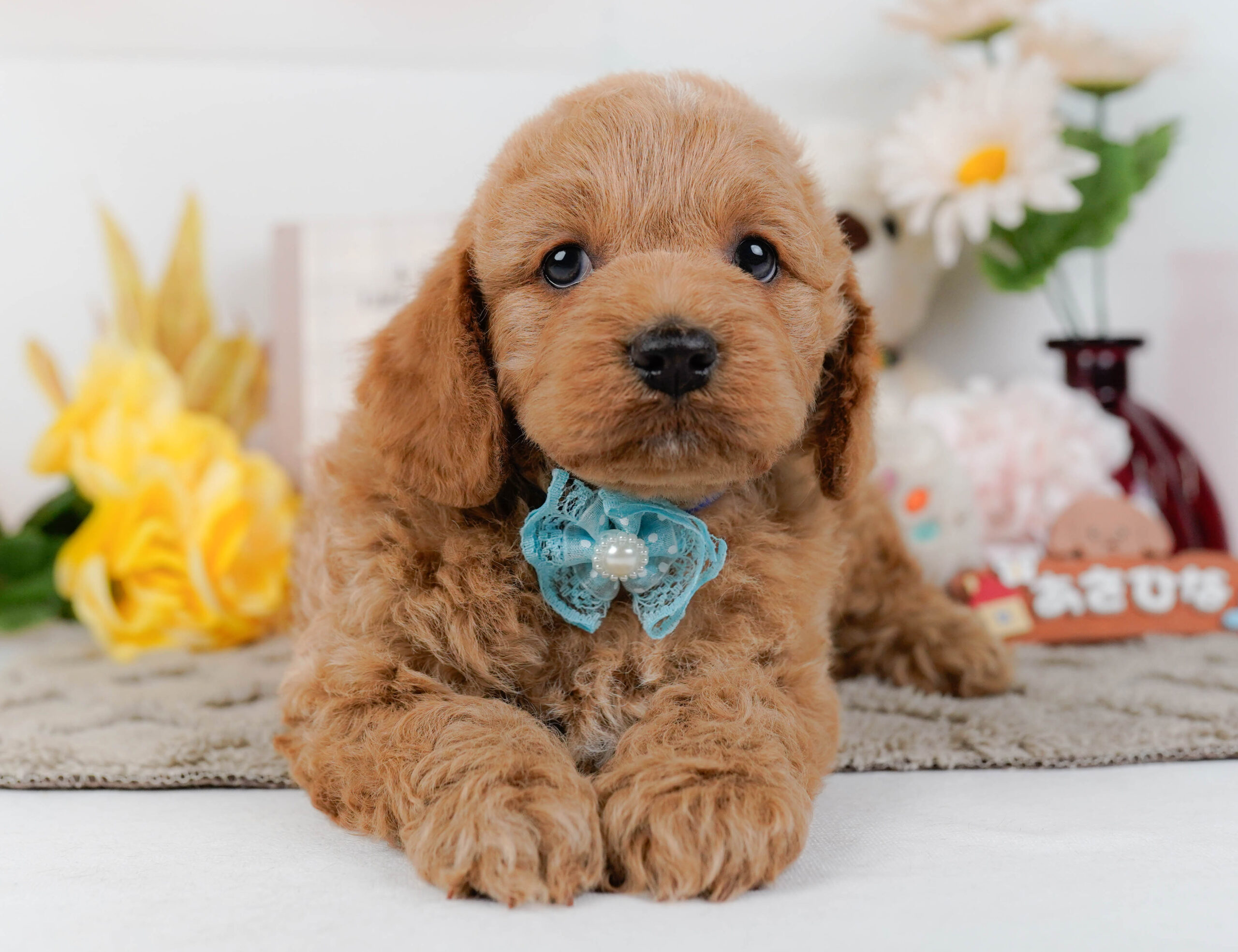 コッカープー | 男の子 | アプリコット | 2026年1月7日