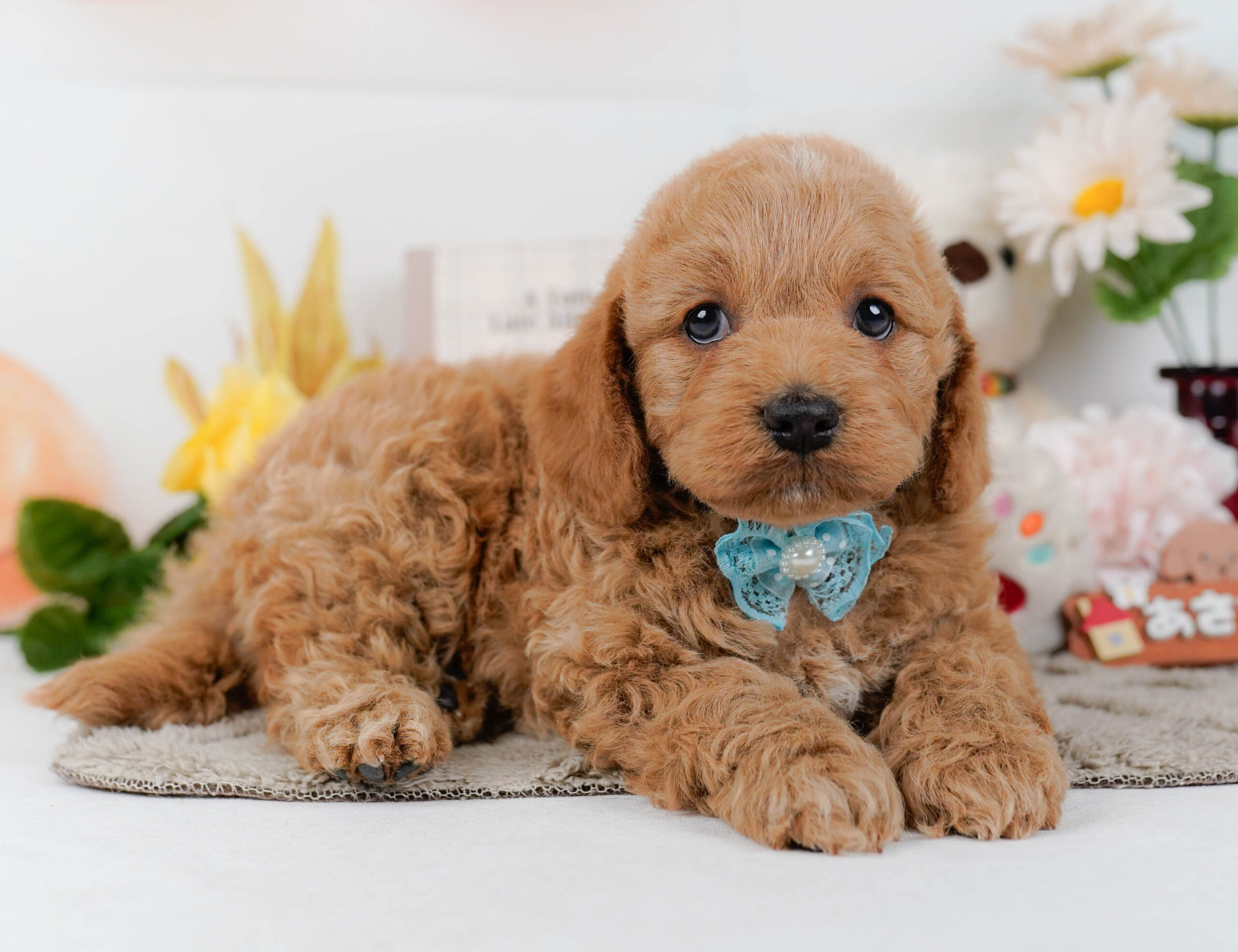 コッカープー | 男の子 | アプリコット | 2026年1月7日