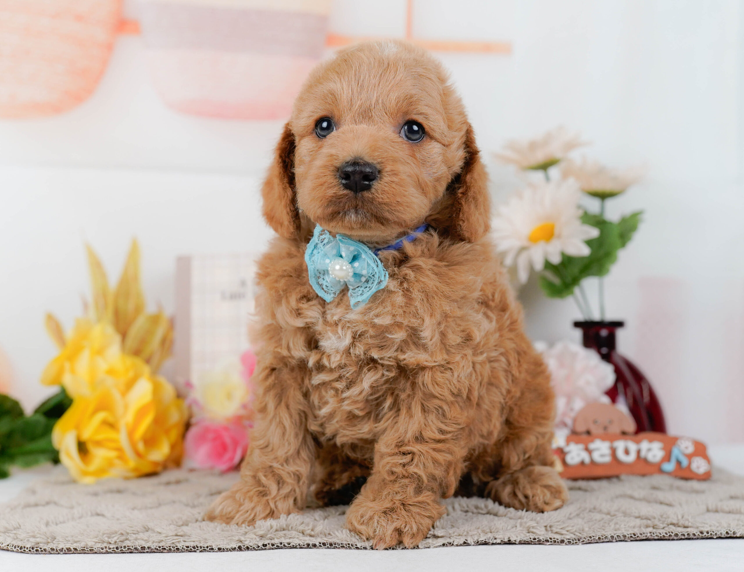 コッカープー | 男の子 | アプリコット | 2026年1月7日