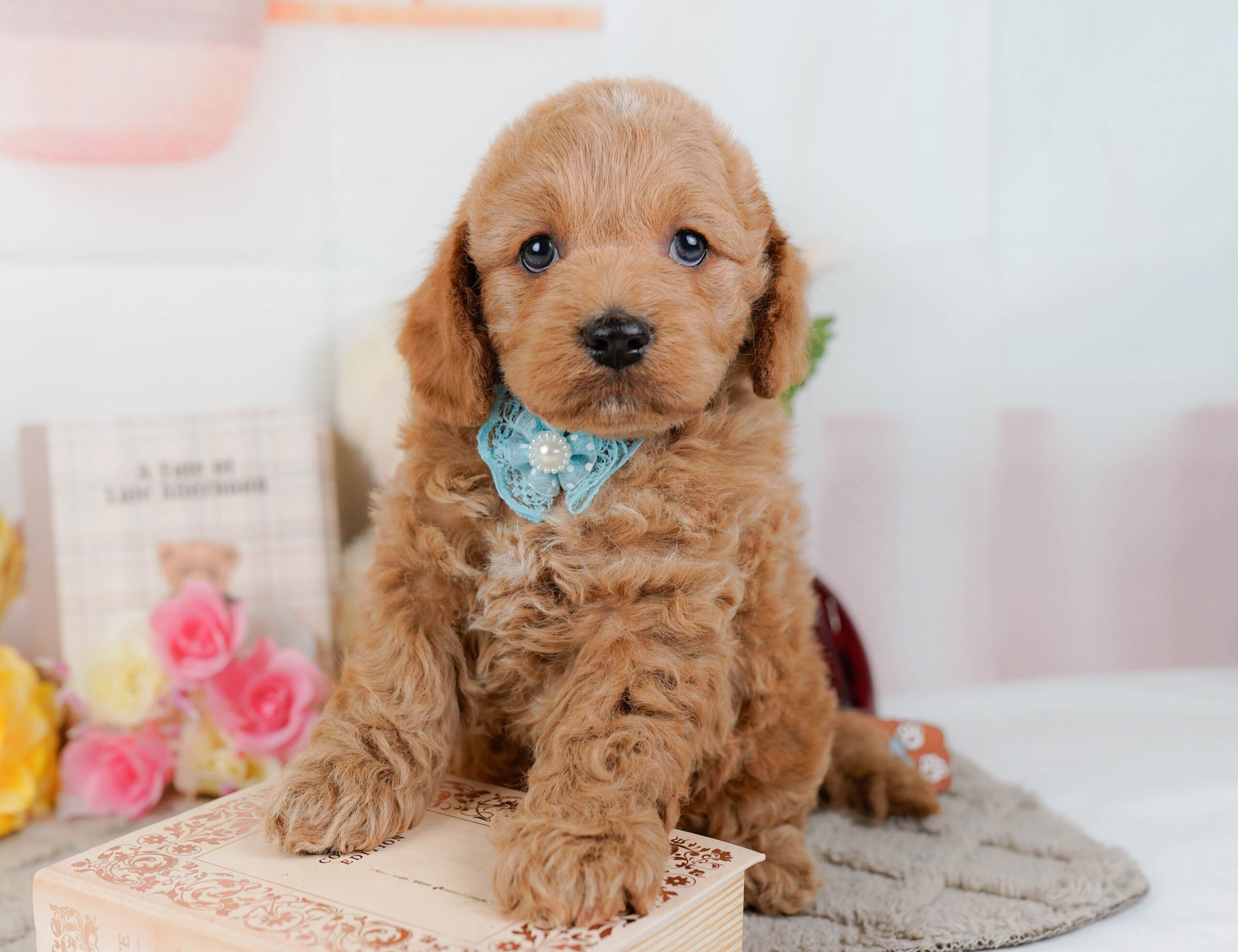 コッカープー | 男の子 | アプリコット | 2026年1月7日