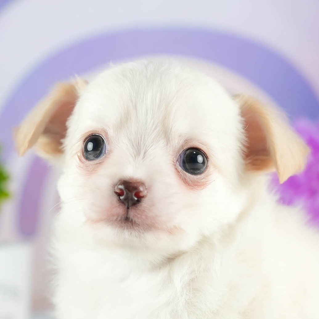 チワワ(ロング) | 男の子 | クリーム | 2026年1月7日