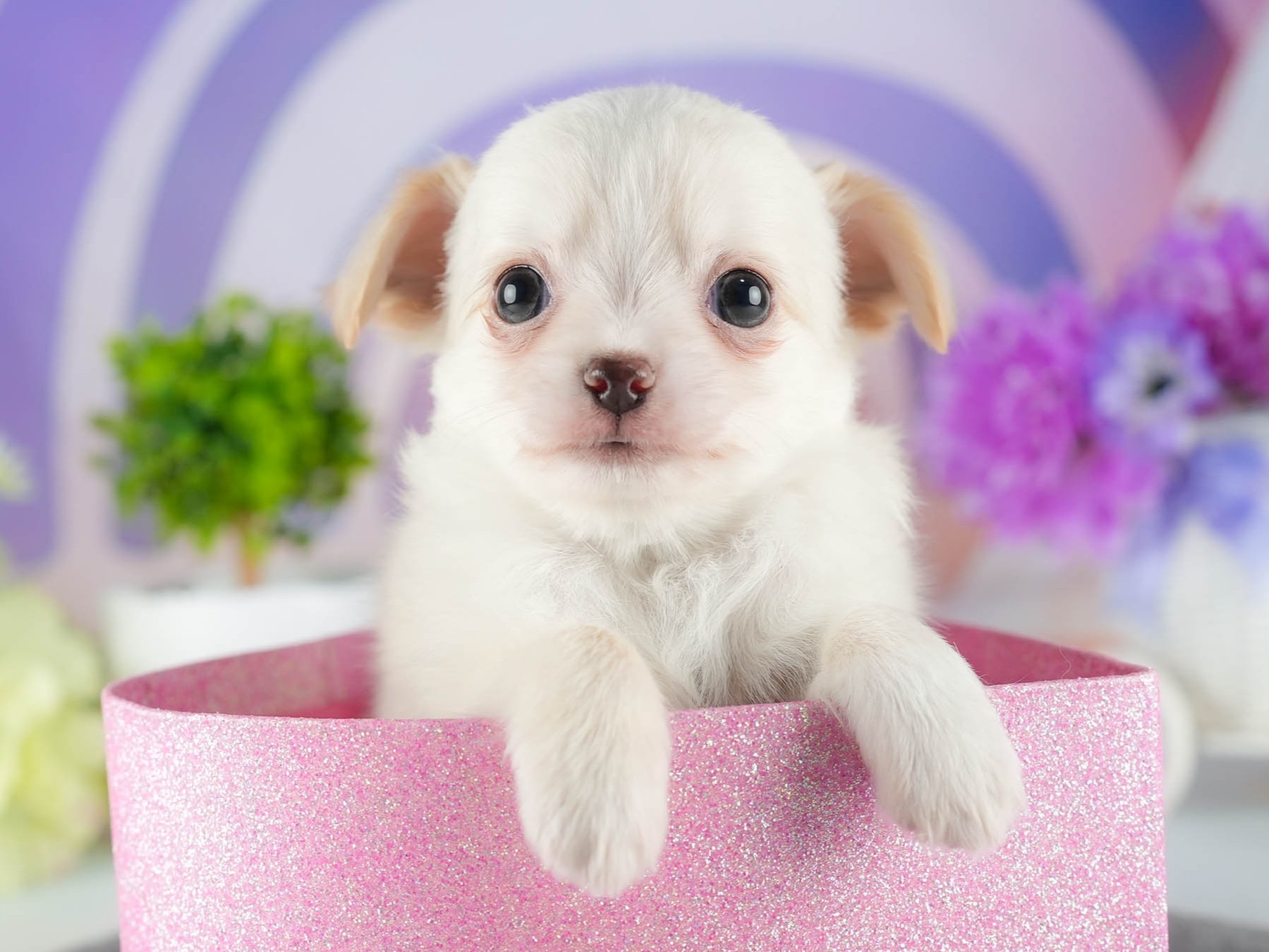 チワワ(ロング) | 男の子 | クリーム | 2026年1月7日