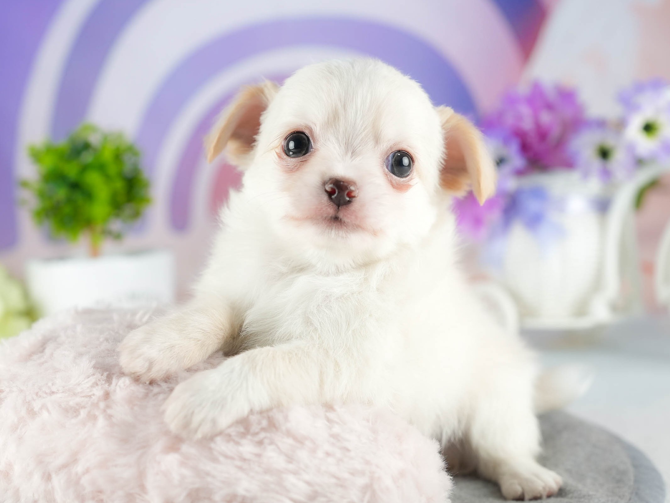 チワワ(ロング) | 男の子 | クリーム | 2026年1月7日