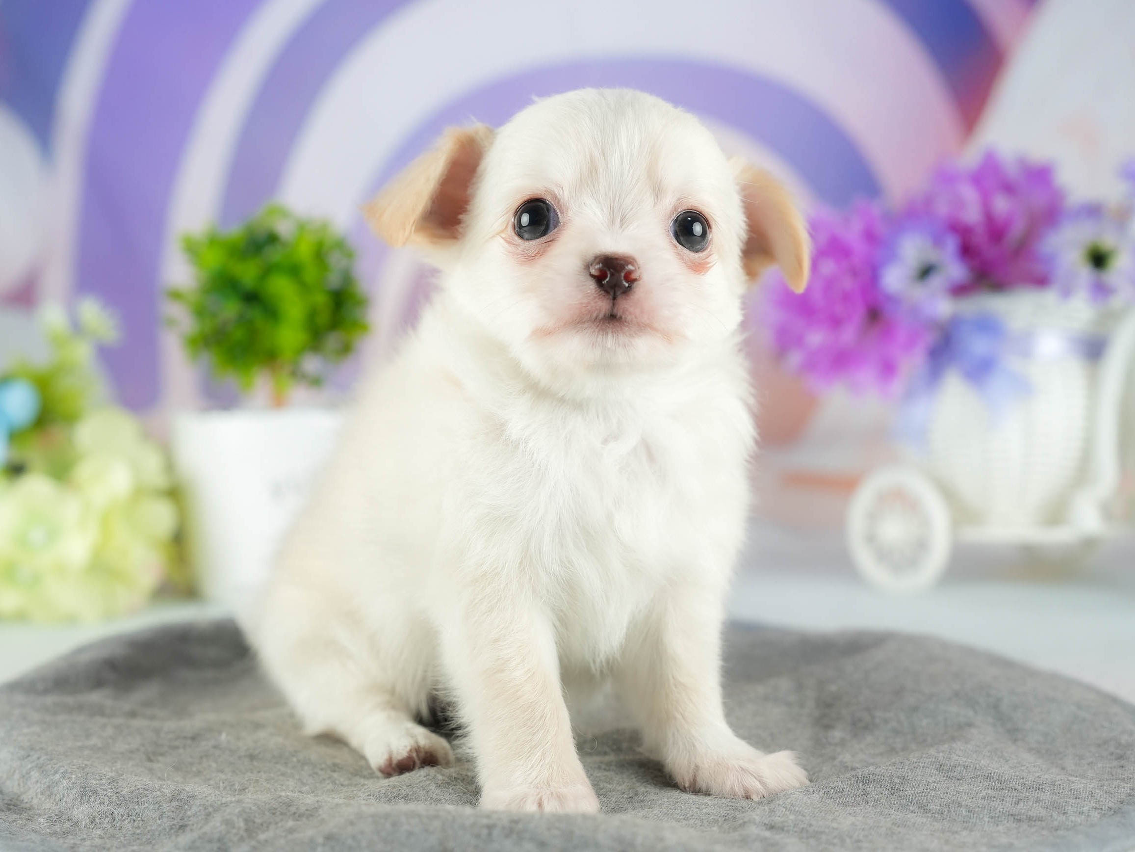 チワワ(ロング) | 男の子 | クリーム | 2026年1月7日
