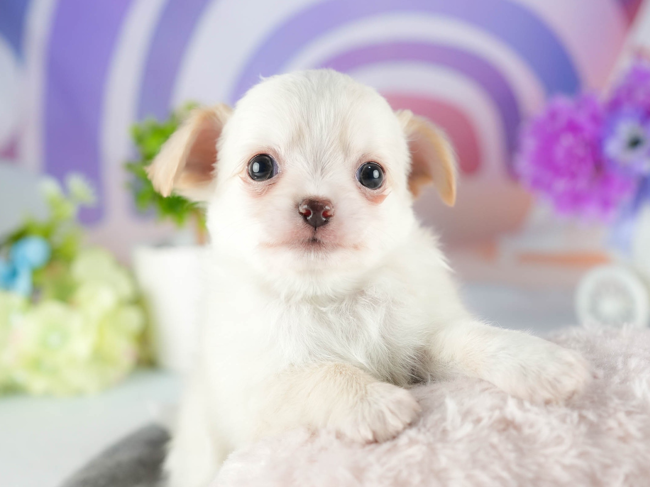 チワワ(ロング) | 男の子 | クリーム | 2026年1月7日