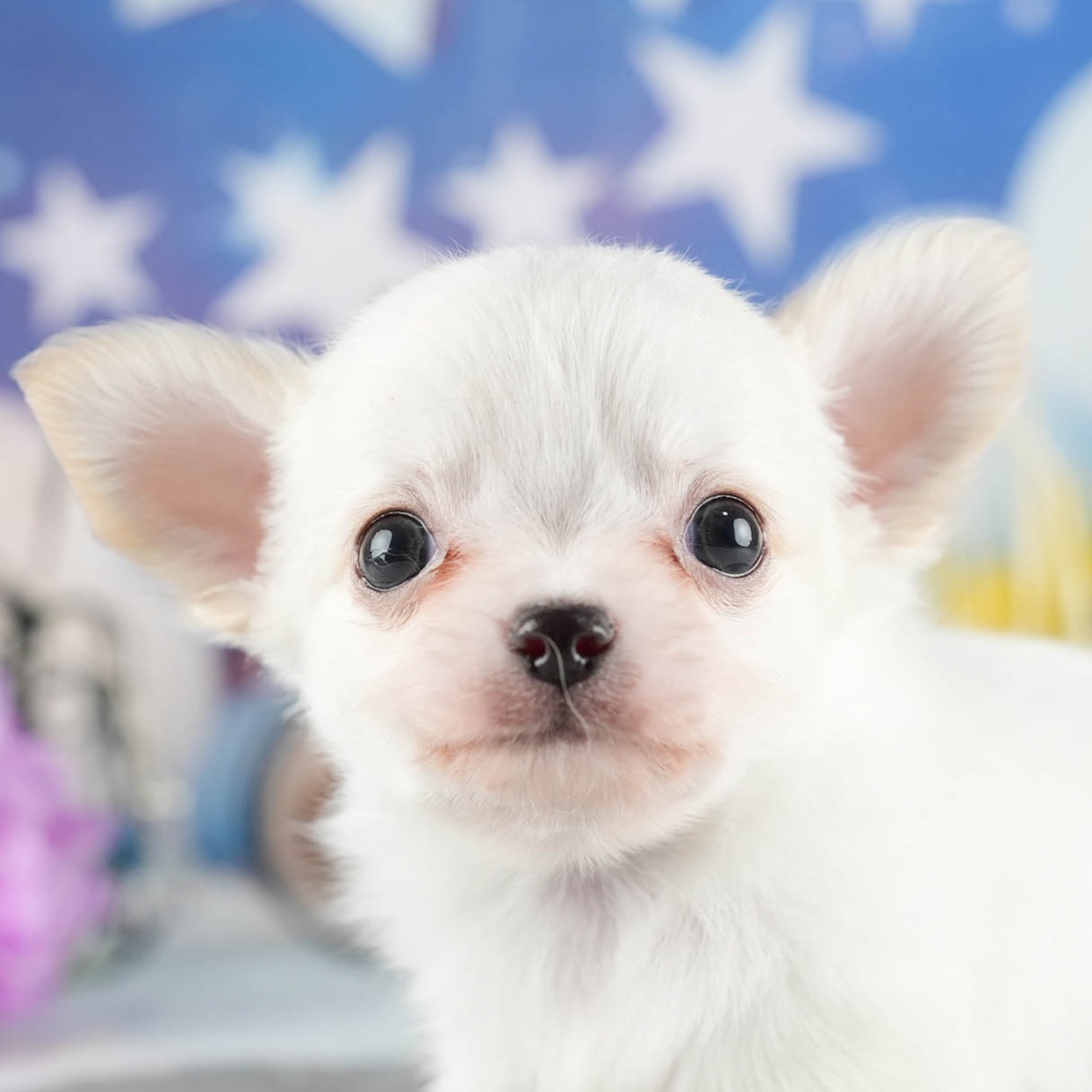 チワワ(ロング) | 男の子 | クリーム | 2026年1月7日