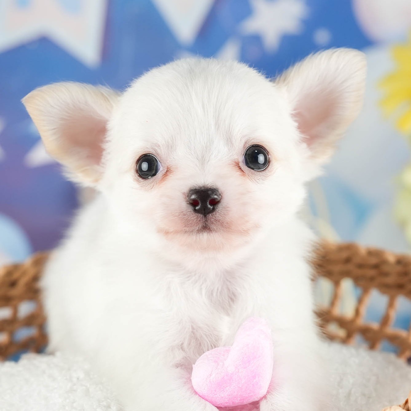 チワワ(ロング) | 男の子 | クリーム | 2026年1月7日