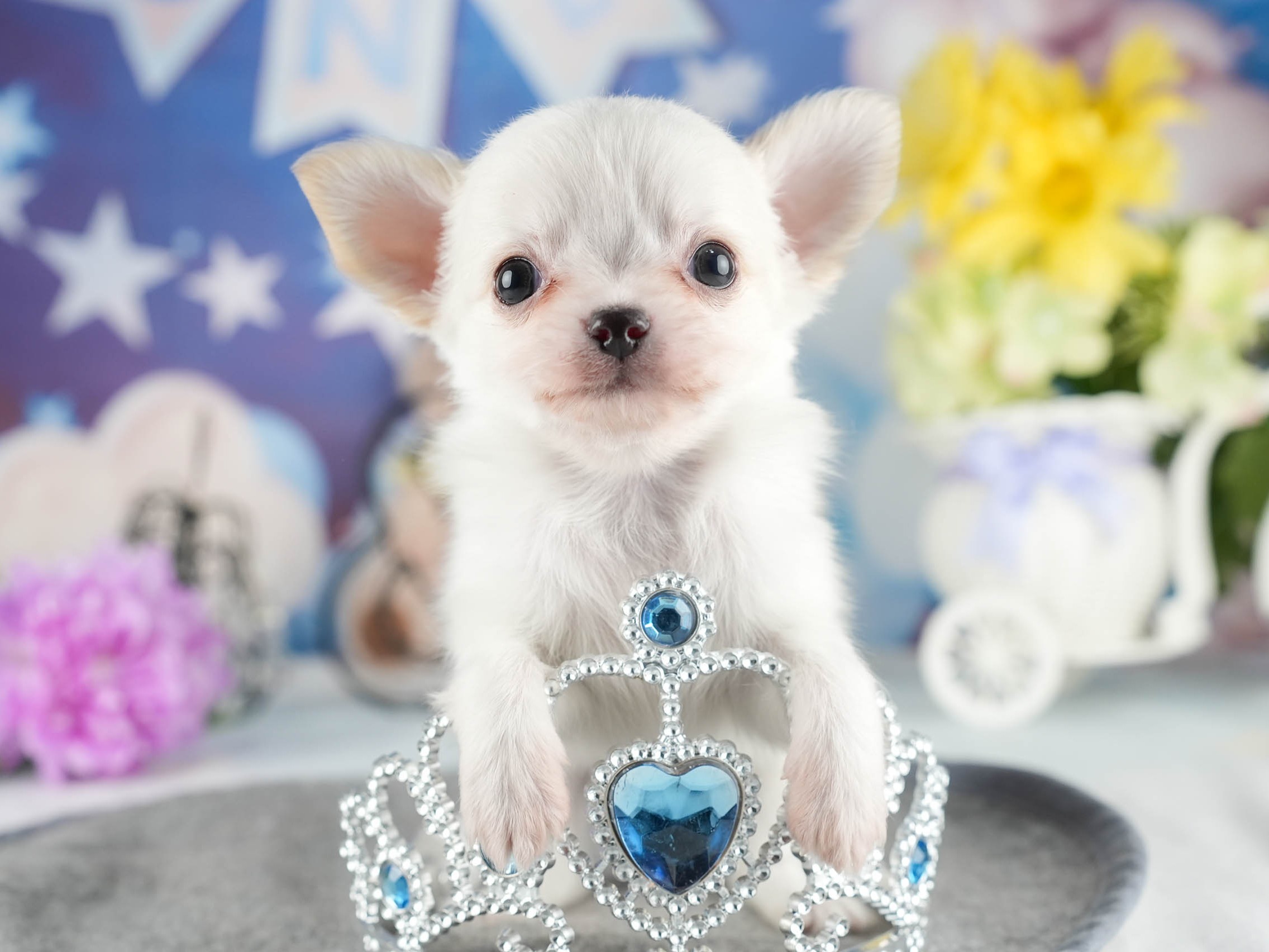 チワワ(ロング) | 男の子 | クリーム | 2026年1月7日