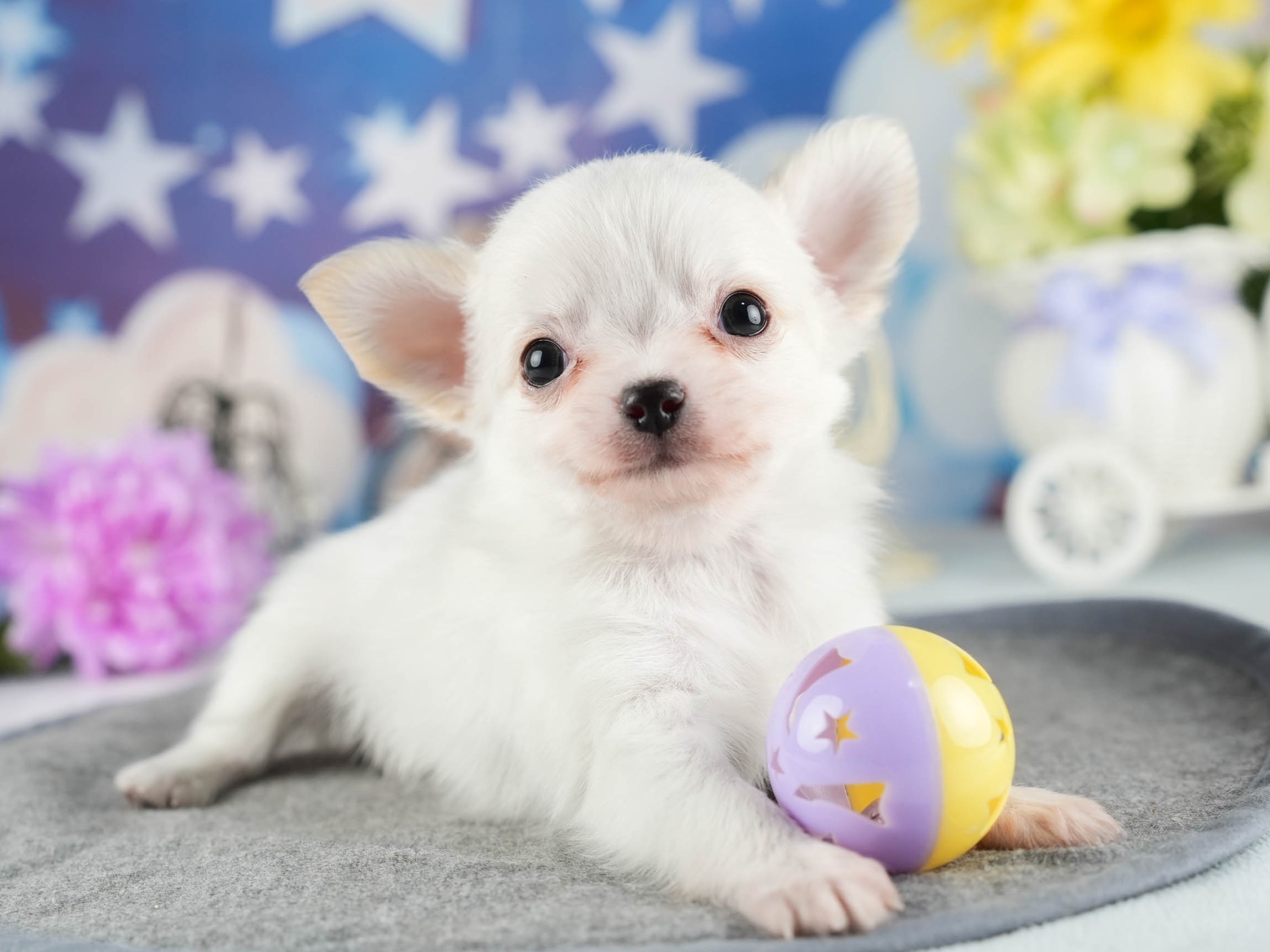 チワワ(ロング) | 男の子 | クリーム | 2026年1月7日