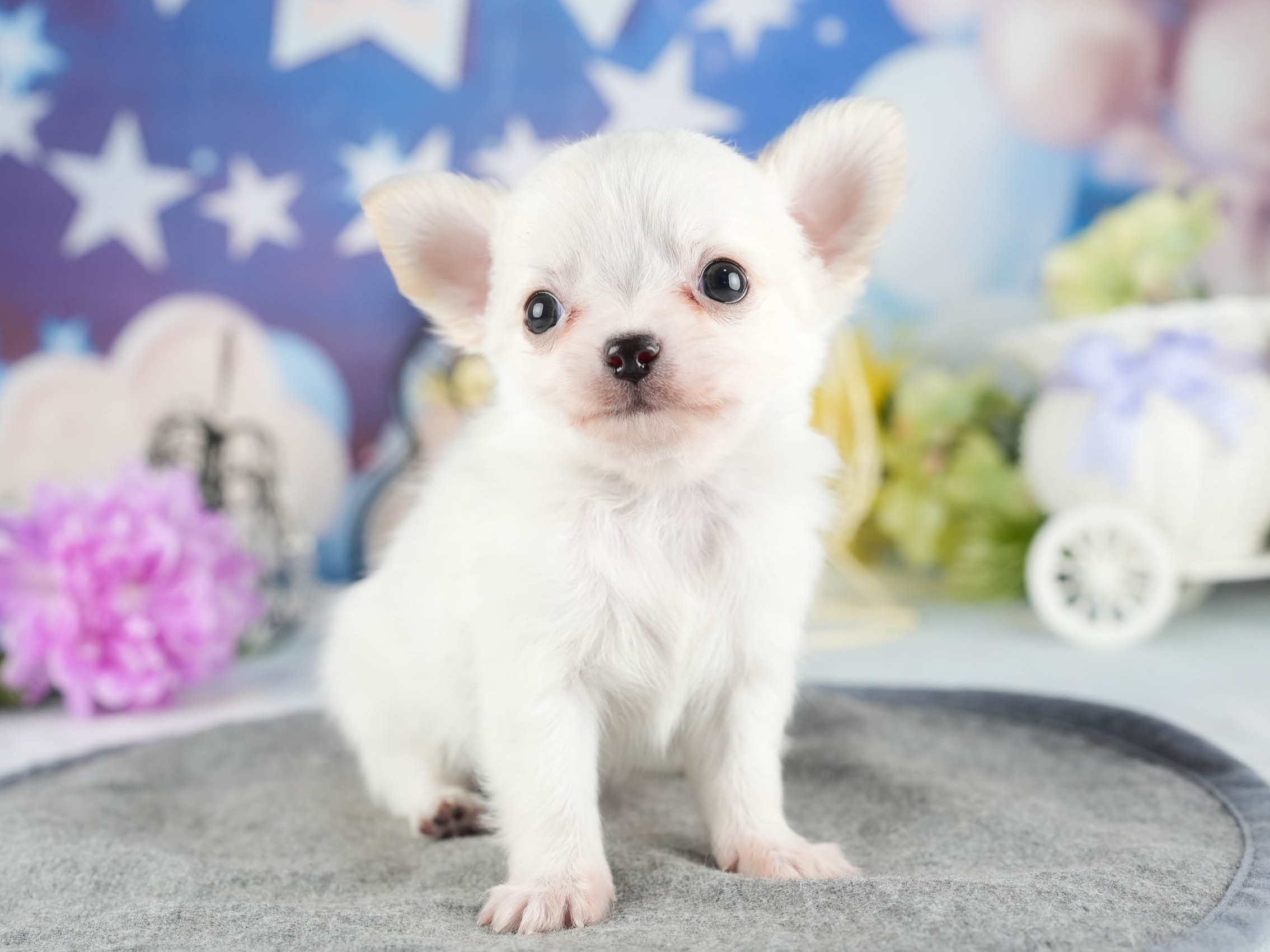 チワワ(ロング) | 男の子 | クリーム | 2026年1月7日