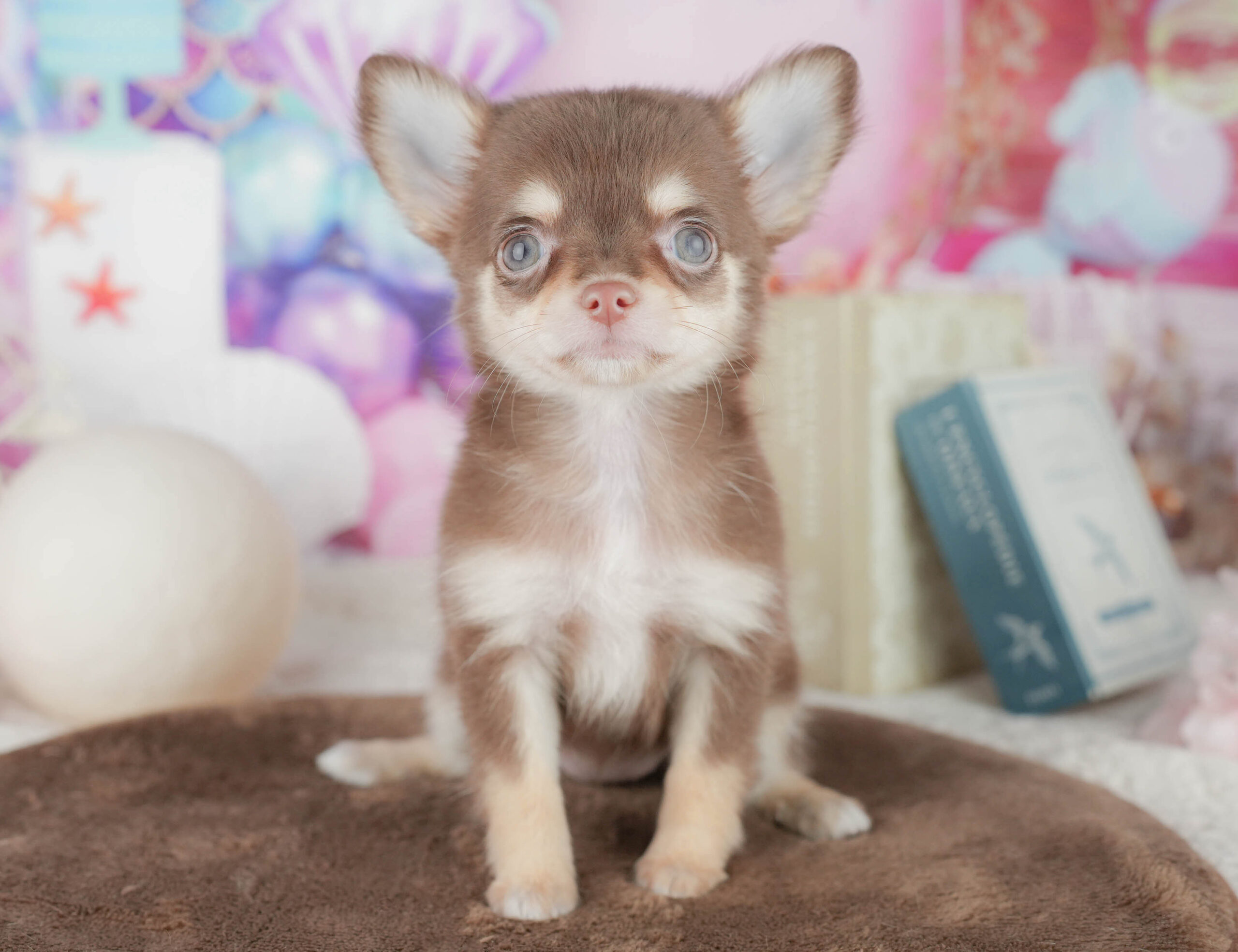 チワワ(ロング) | 女の子 | チョコレート&タン | 2026年1月8日