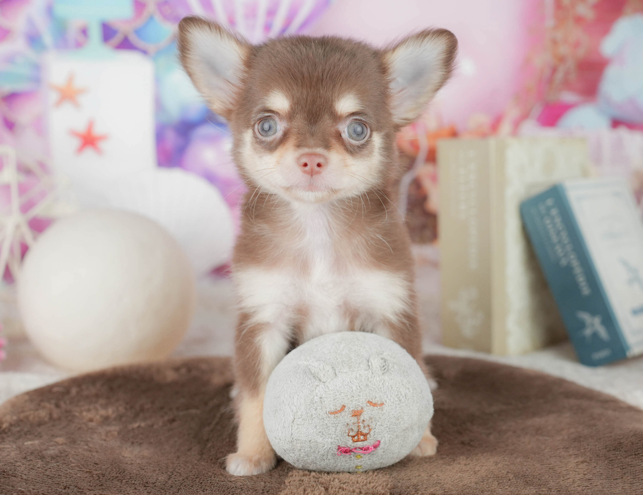 チワワ(ロング) | 女の子 | チョコレート&タン | 2026年1月8日