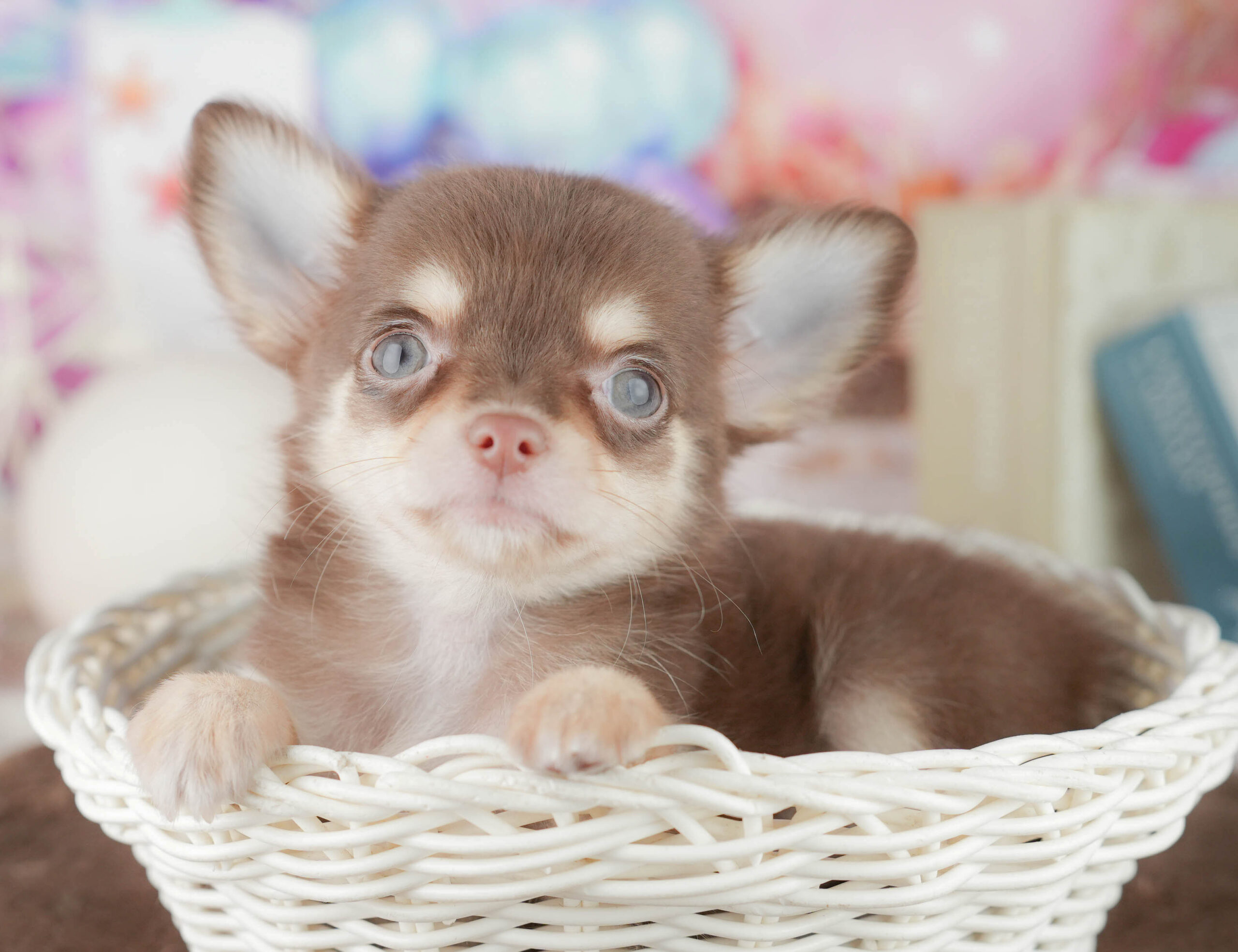 チワワ(ロング) | 女の子 | チョコレート&タン | 2026年1月8日