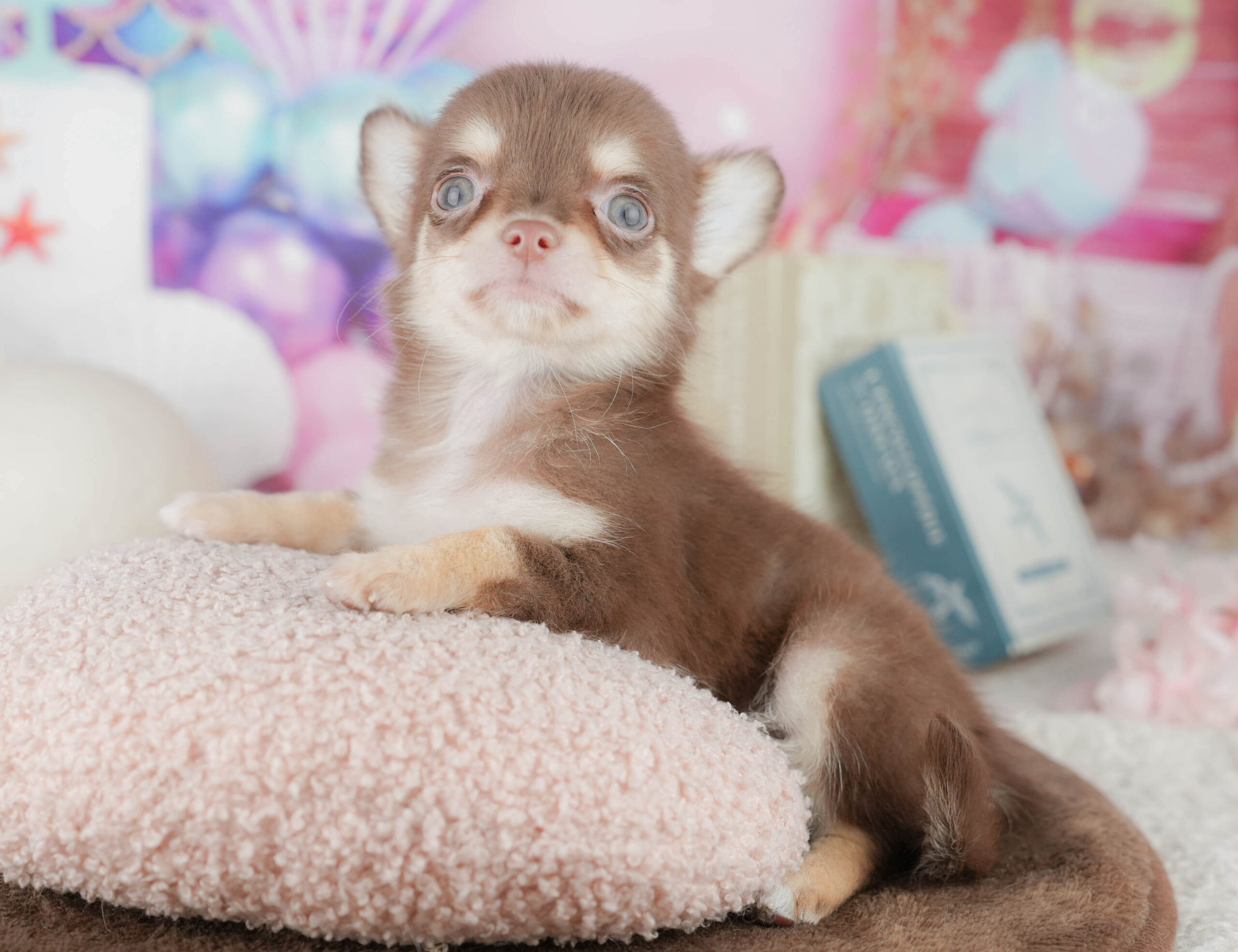 チワワ(ロング) | 女の子 | チョコレート&タン | 2026年1月8日