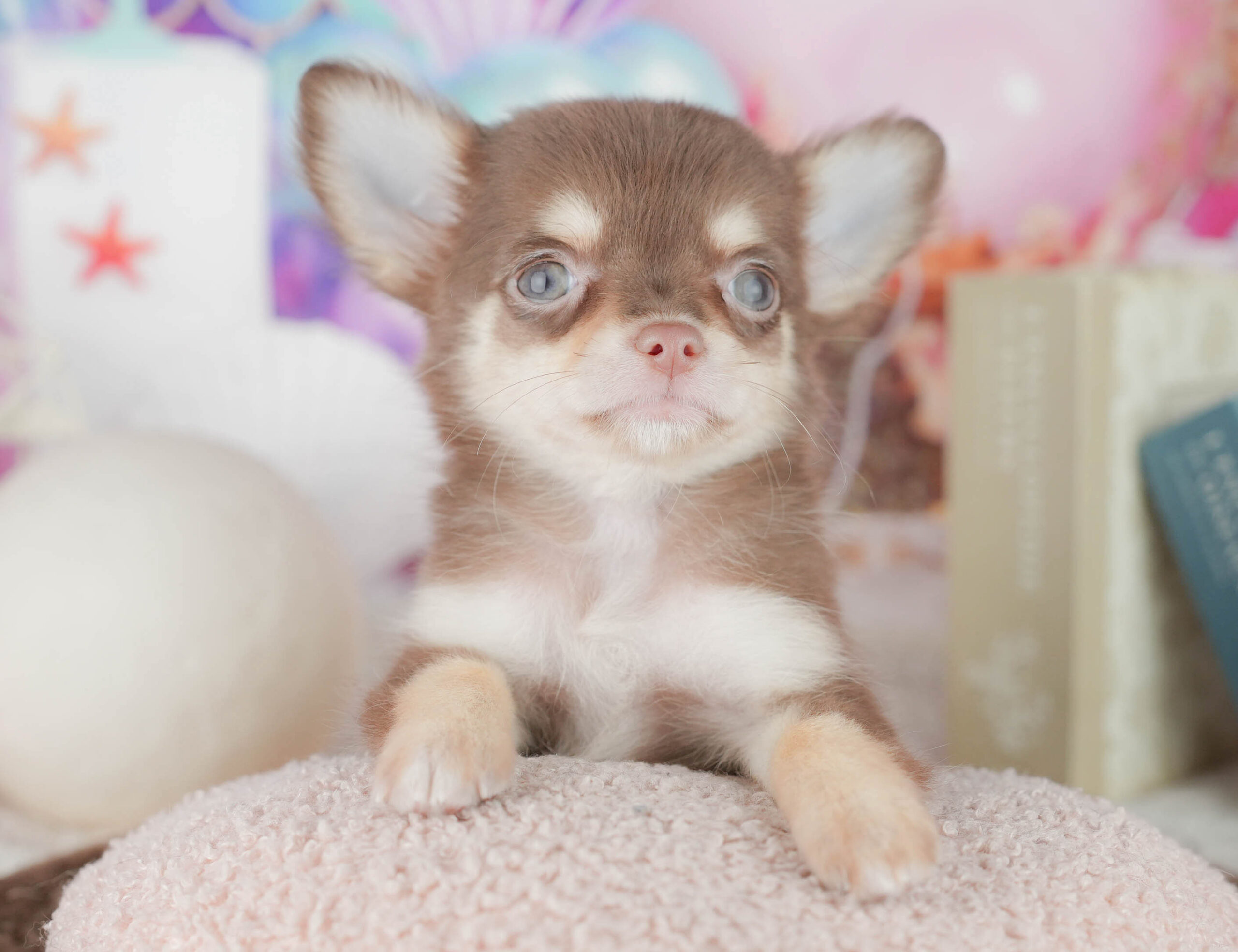 チワワ(ロング) | 女の子 | チョコレート&タン | 2026年1月8日