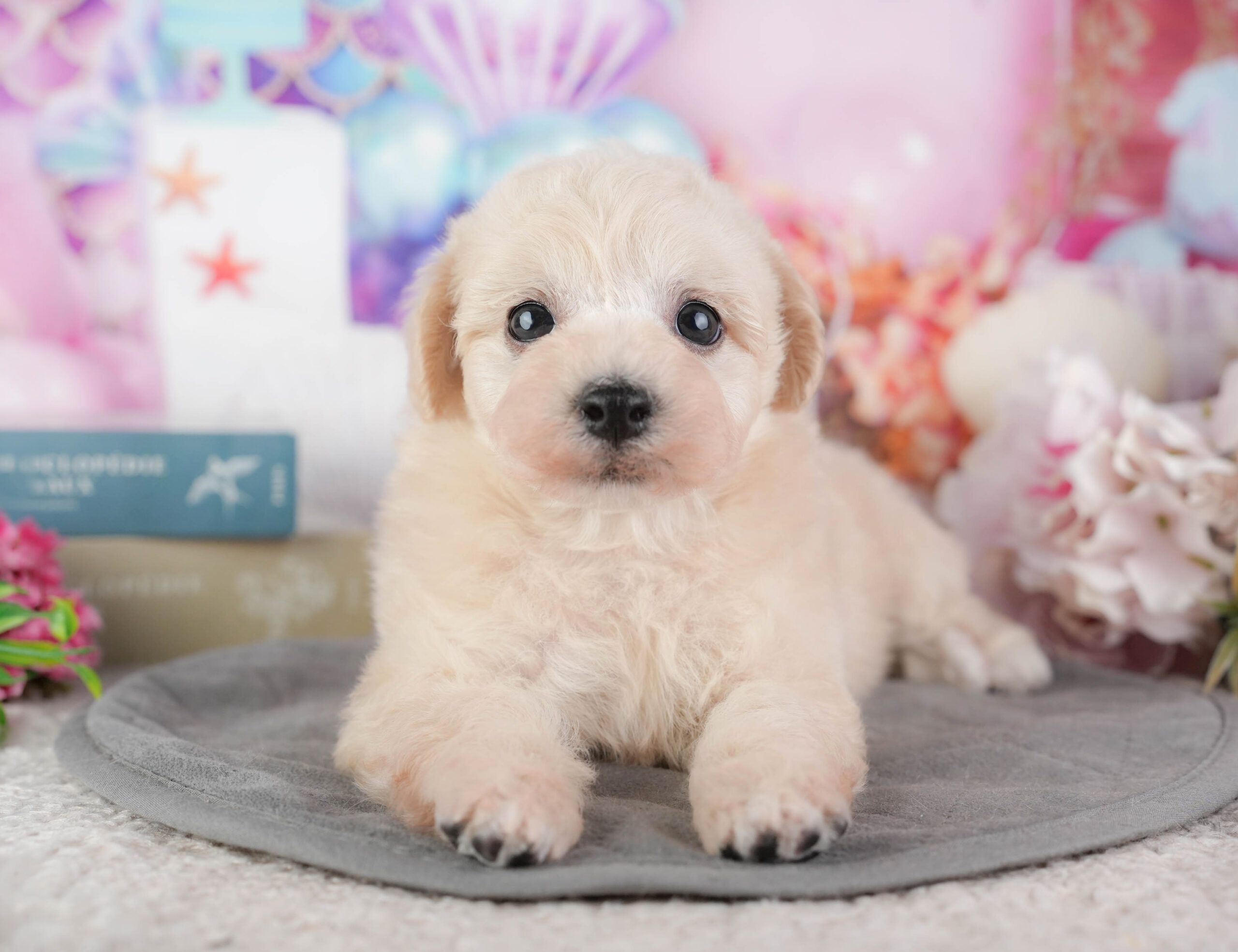 ビションプー | 男の子 | クリーム | 2026年1月8日