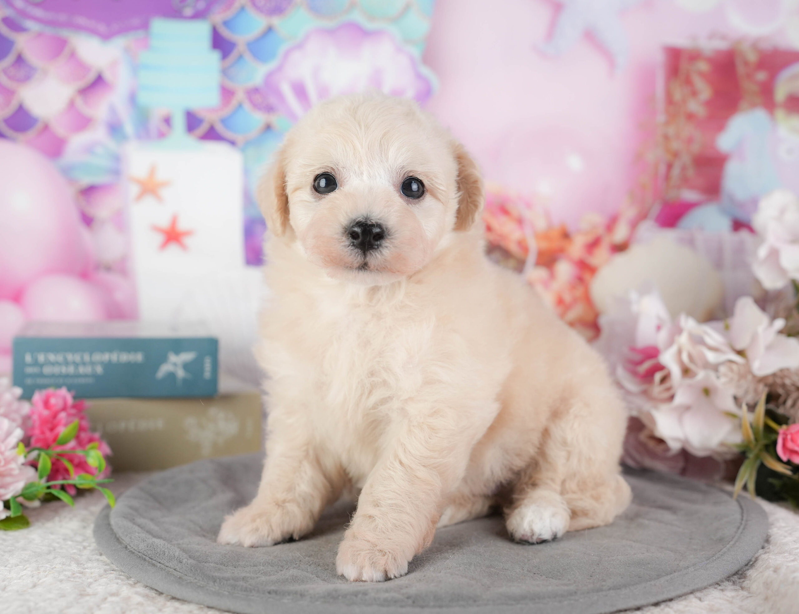 ビションプー | 男の子 | クリーム | 2026年1月8日