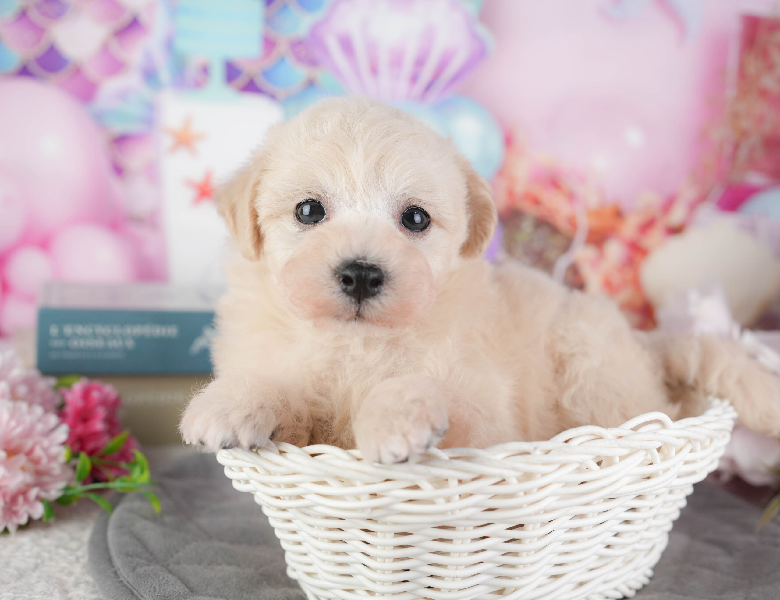 ビションプー | 男の子 | クリーム | 2026年1月8日